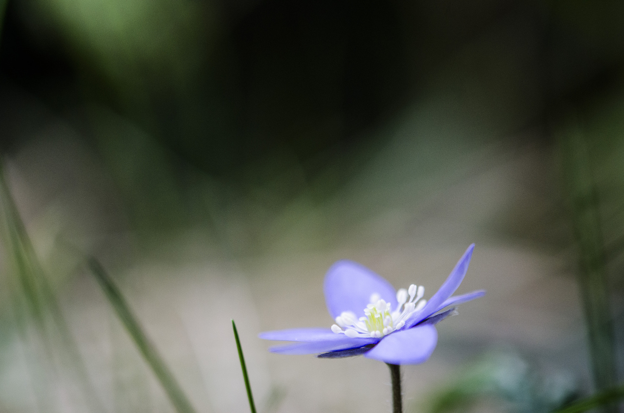 Nikon AF-S DX Micro-Nikkor 85mm F3.5G ED VR sample photo. Small garden photography