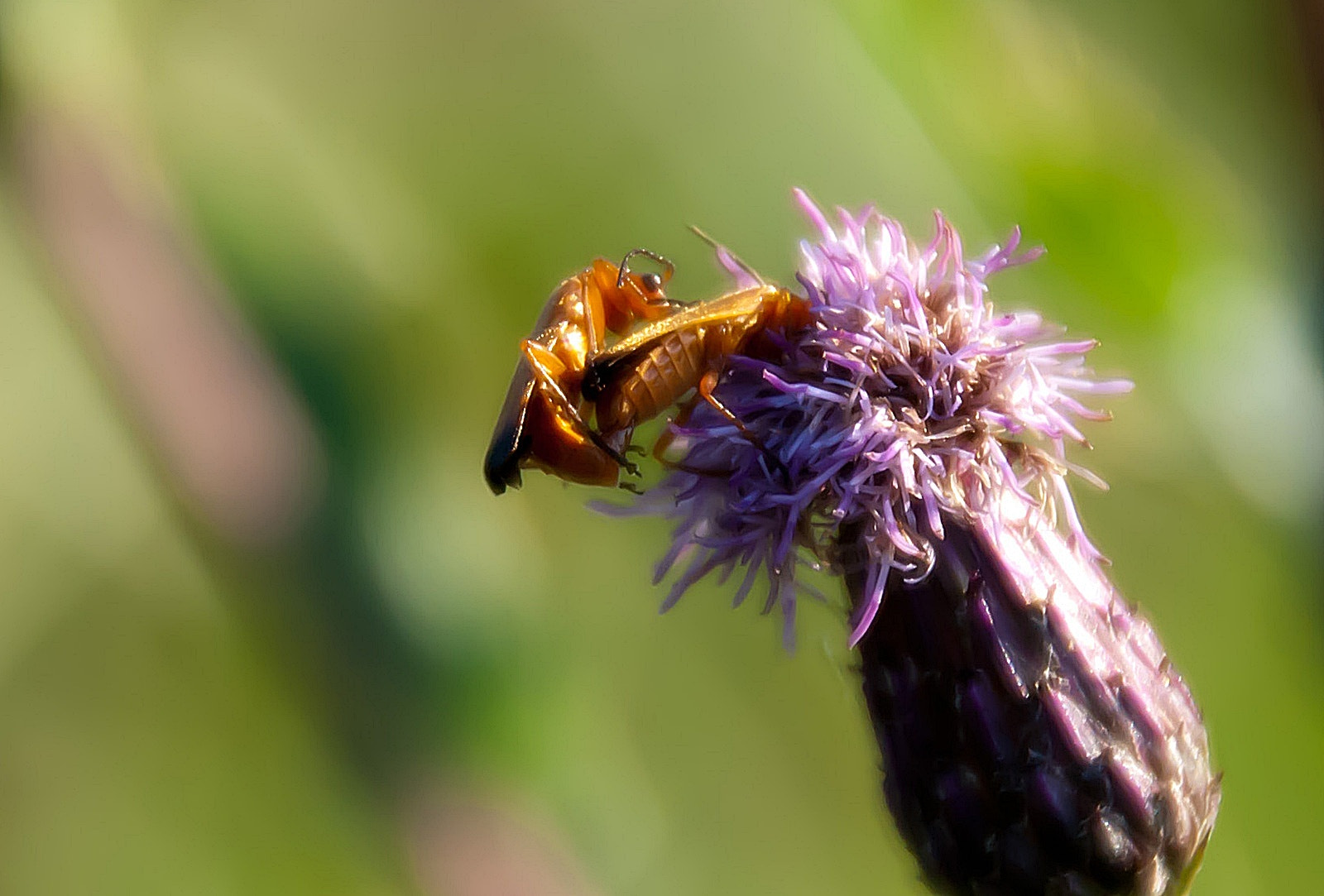 Sony Alpha DSLR-A300 + DT 18-270mm F3.5-6.3 SSM sample photo. Bzyk photography