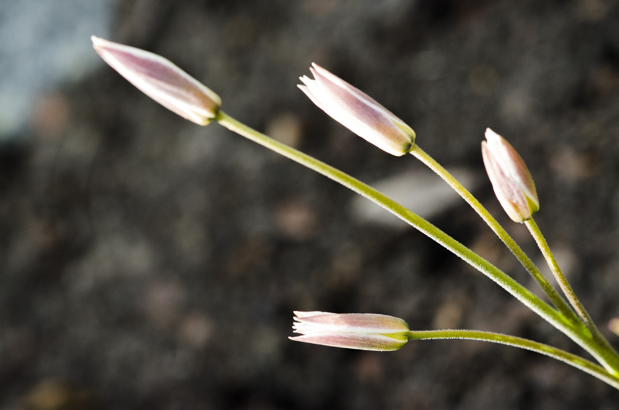 Nikon AF-S DX Micro-Nikkor 85mm F3.5G ED VR sample photo. Delicate photography