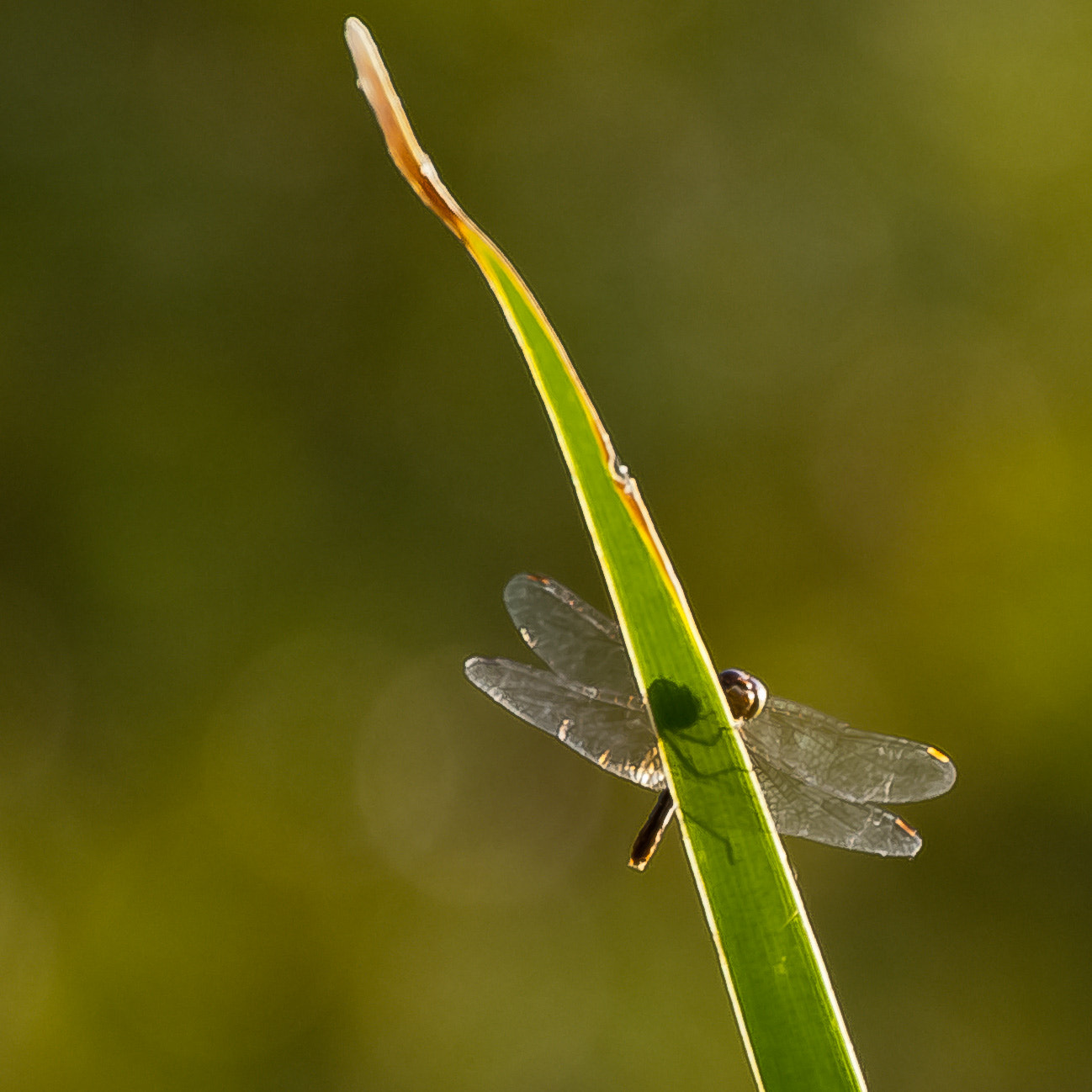 Sony Alpha DSLR-A300 + DT 18-270mm F3.5-6.3 SSM sample photo. I bzyk, bzyk photography