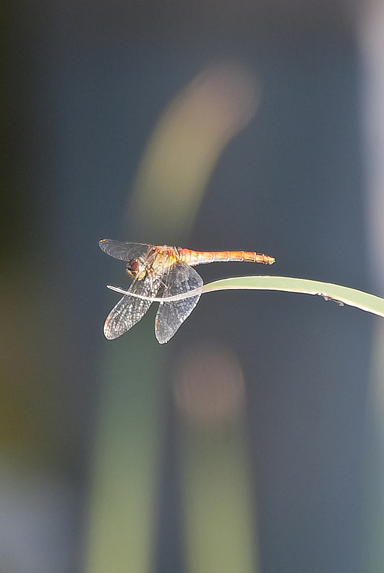 Sony Alpha DSLR-A300 + DT 18-270mm F3.5-6.3 SSM sample photo. Bzyk ii photography