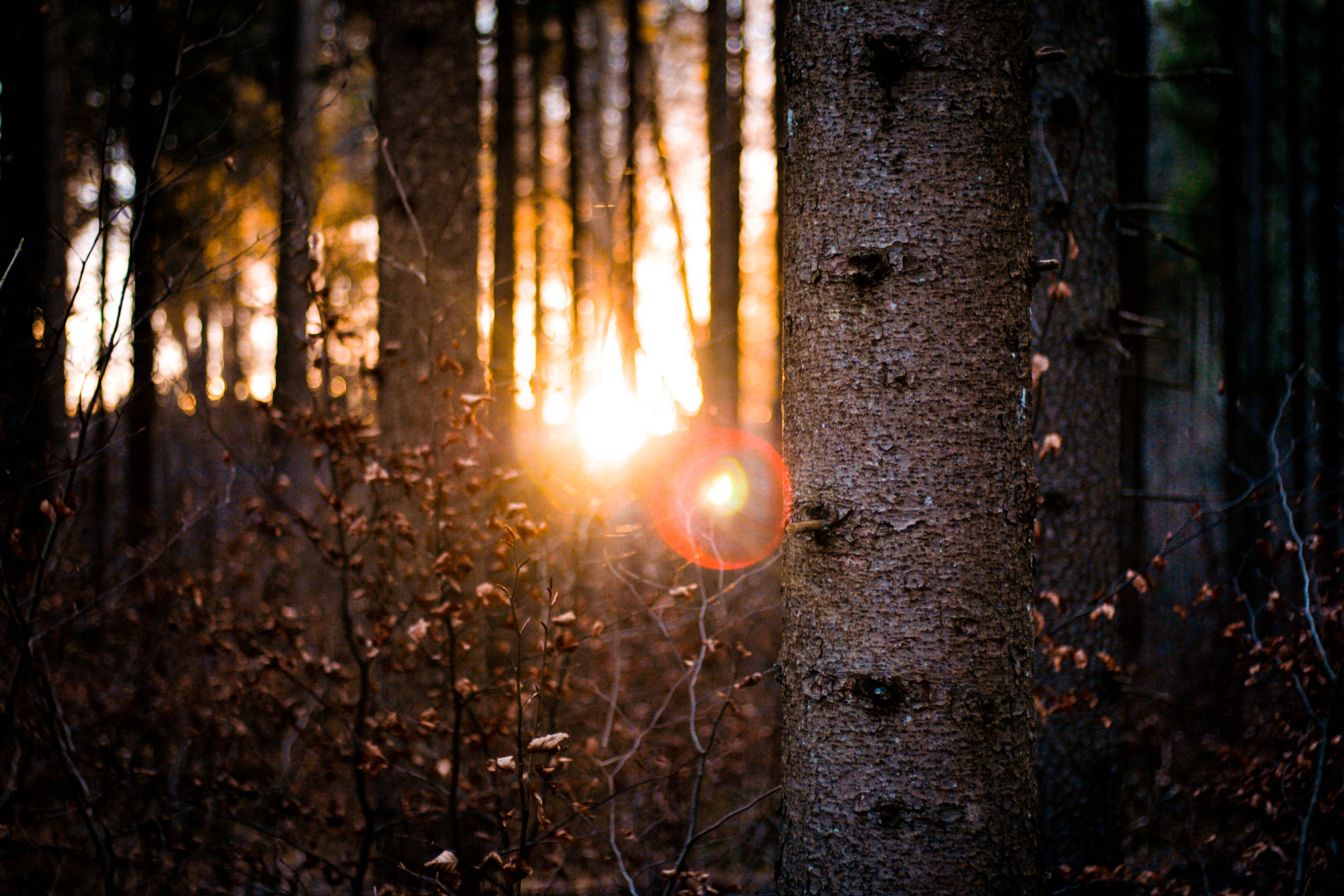 Canon EOS 400D (EOS Digital Rebel XTi / EOS Kiss Digital X) + Canon EF 50mm F1.8 II sample photo. Natur wald sonnenuntergang photography