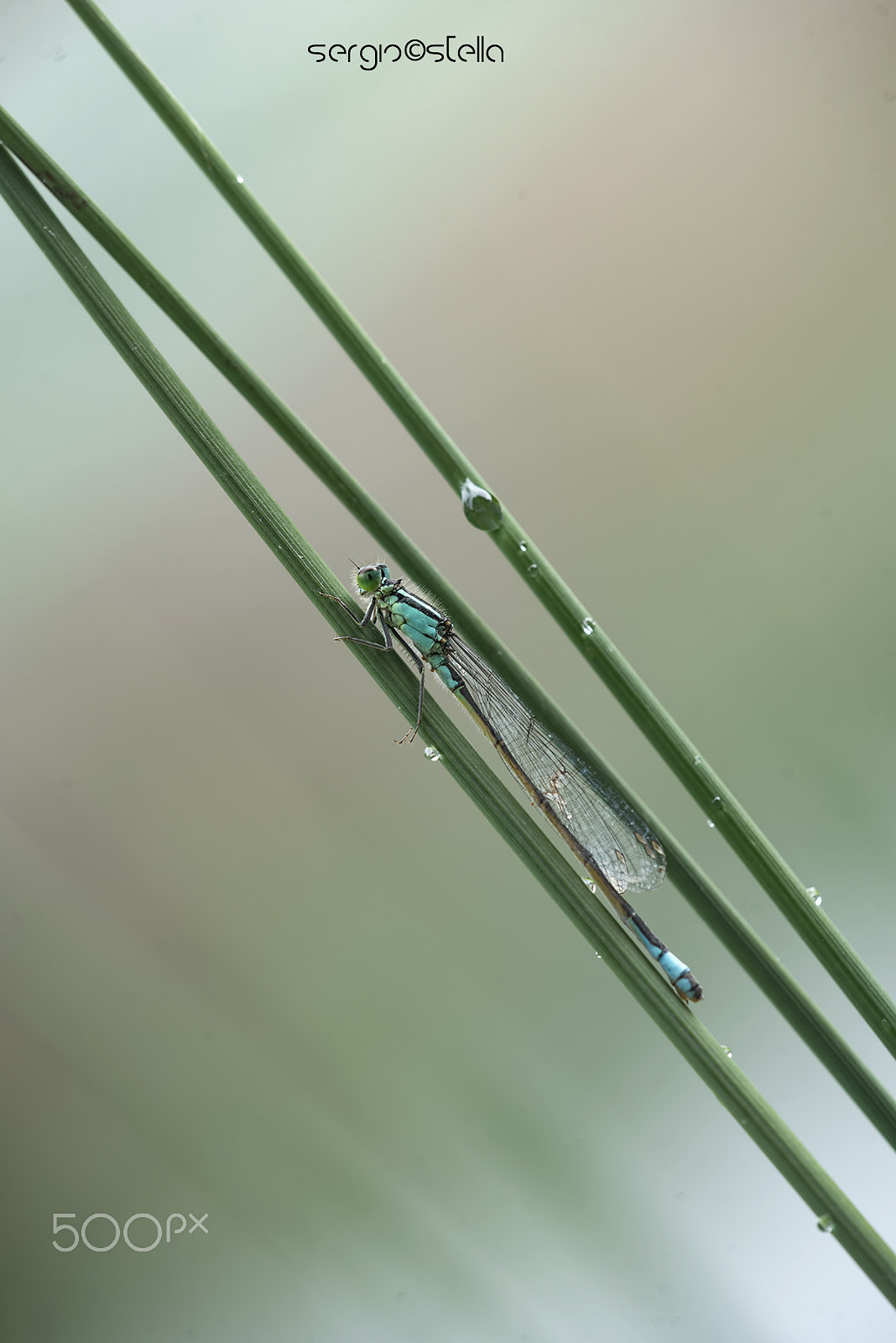 Sigma 150mm F2.8 EX DG Macro HSM sample photo. Uno_due_tre_elegans_________ photography