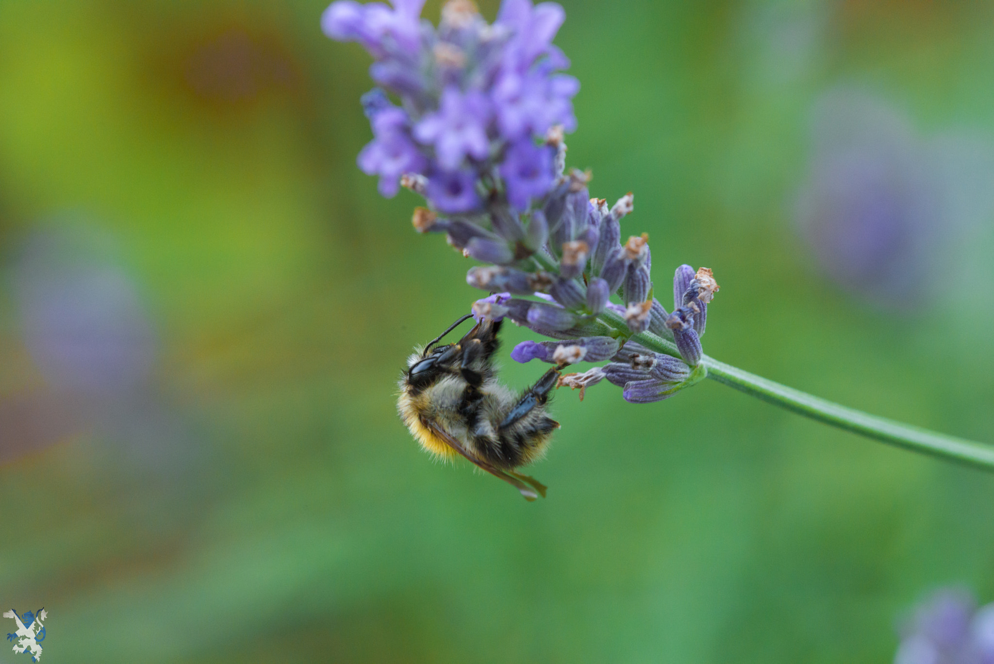 TAMRON SP 180mm F3.5 Di MACRO 1:1 B01N sample photo. Lavender bee photography