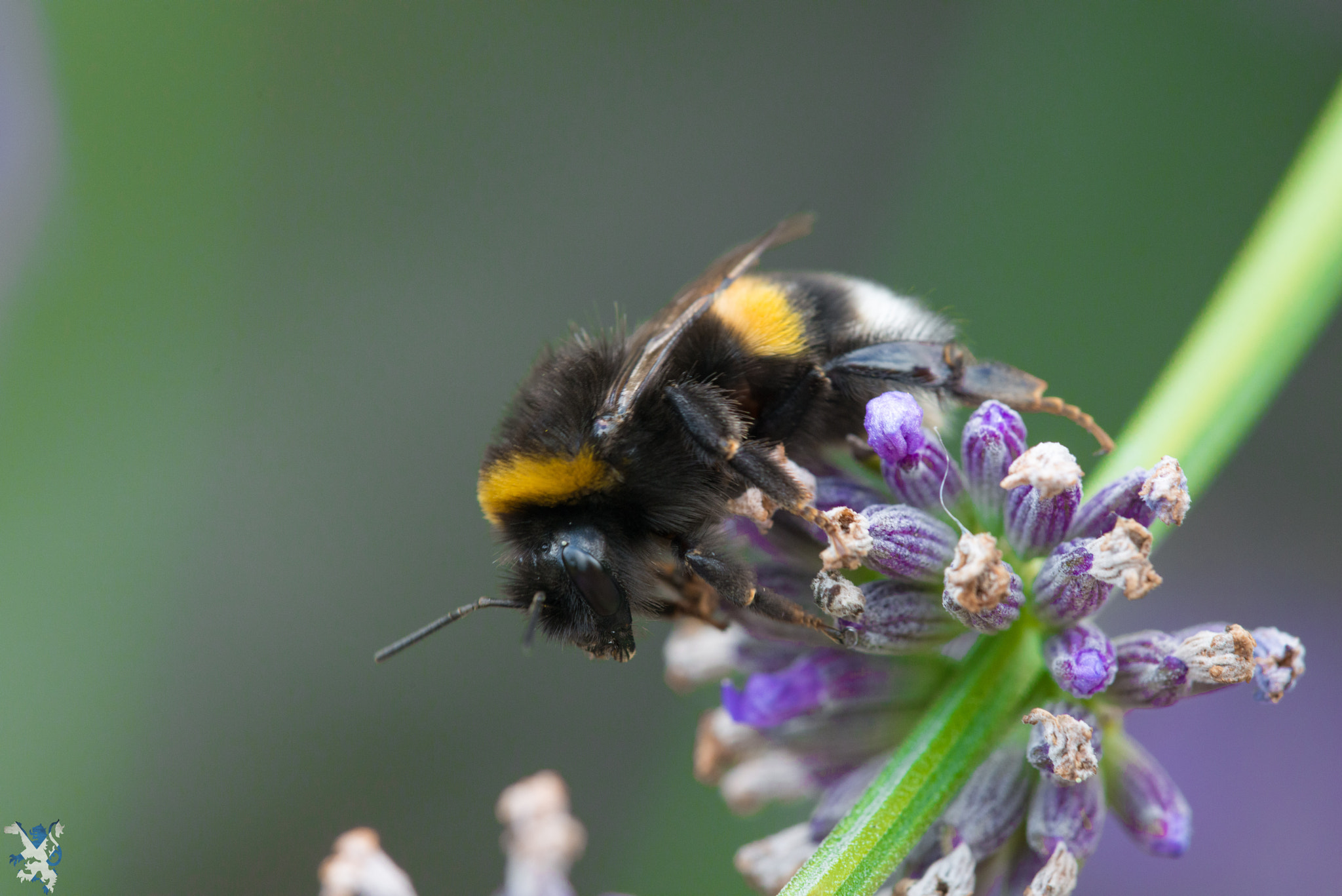 TAMRON SP 180mm F3.5 Di MACRO 1:1 B01N sample photo. Lavender bee2 photography
