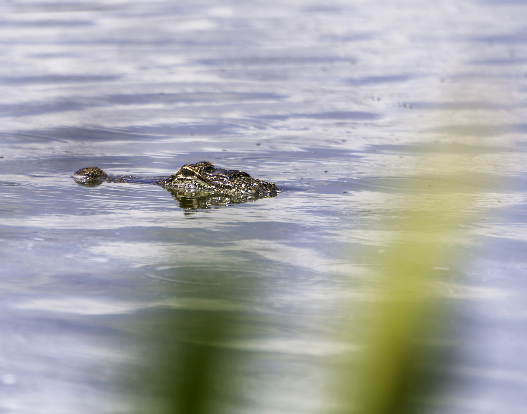 Canon EF 70-200mm F2.8L IS USM sample photo. Gator photography