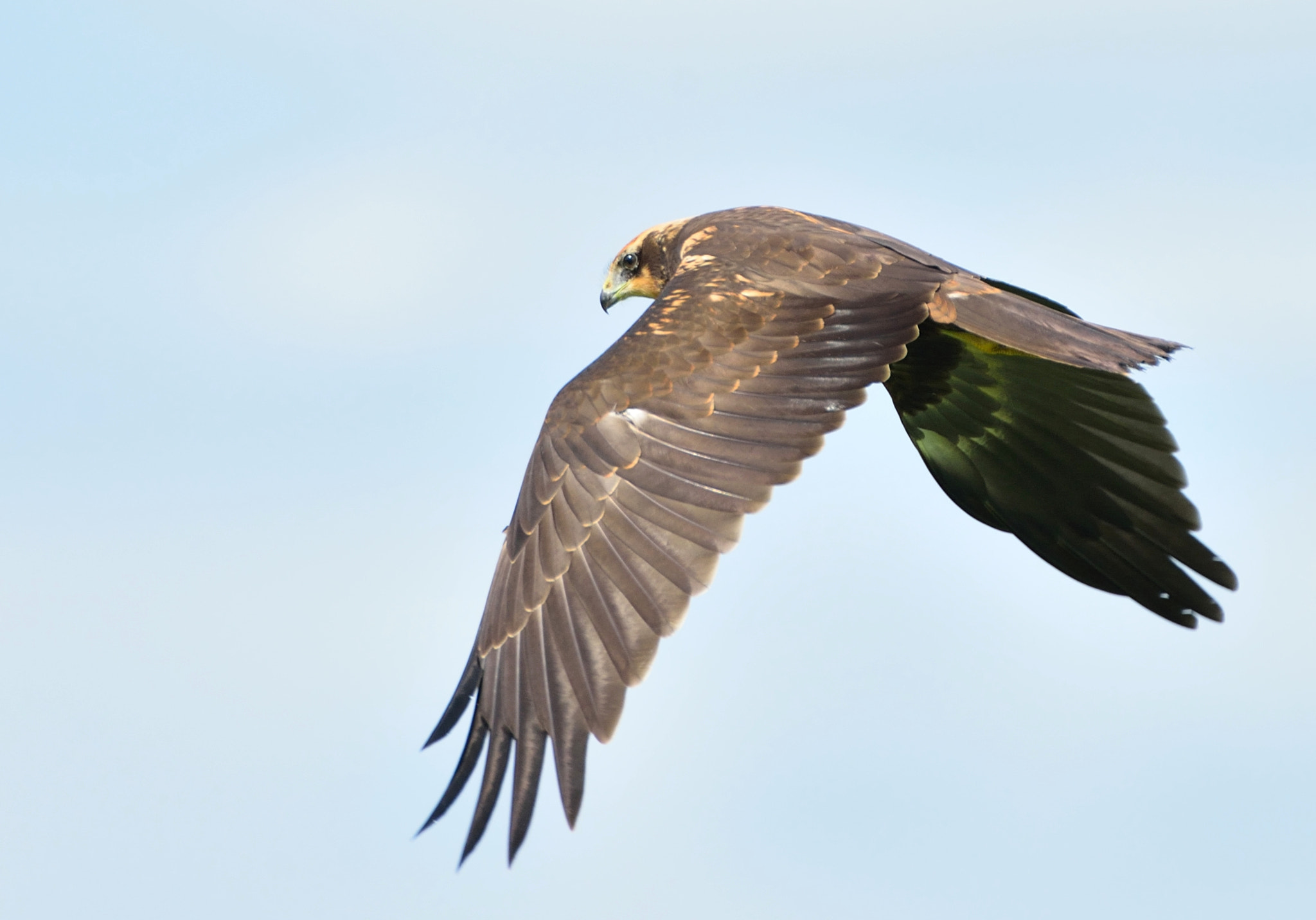 AF-S Nikkor 600mm f/4D IF-ED + TC-14E sample photo. Bruine kiekendief photography