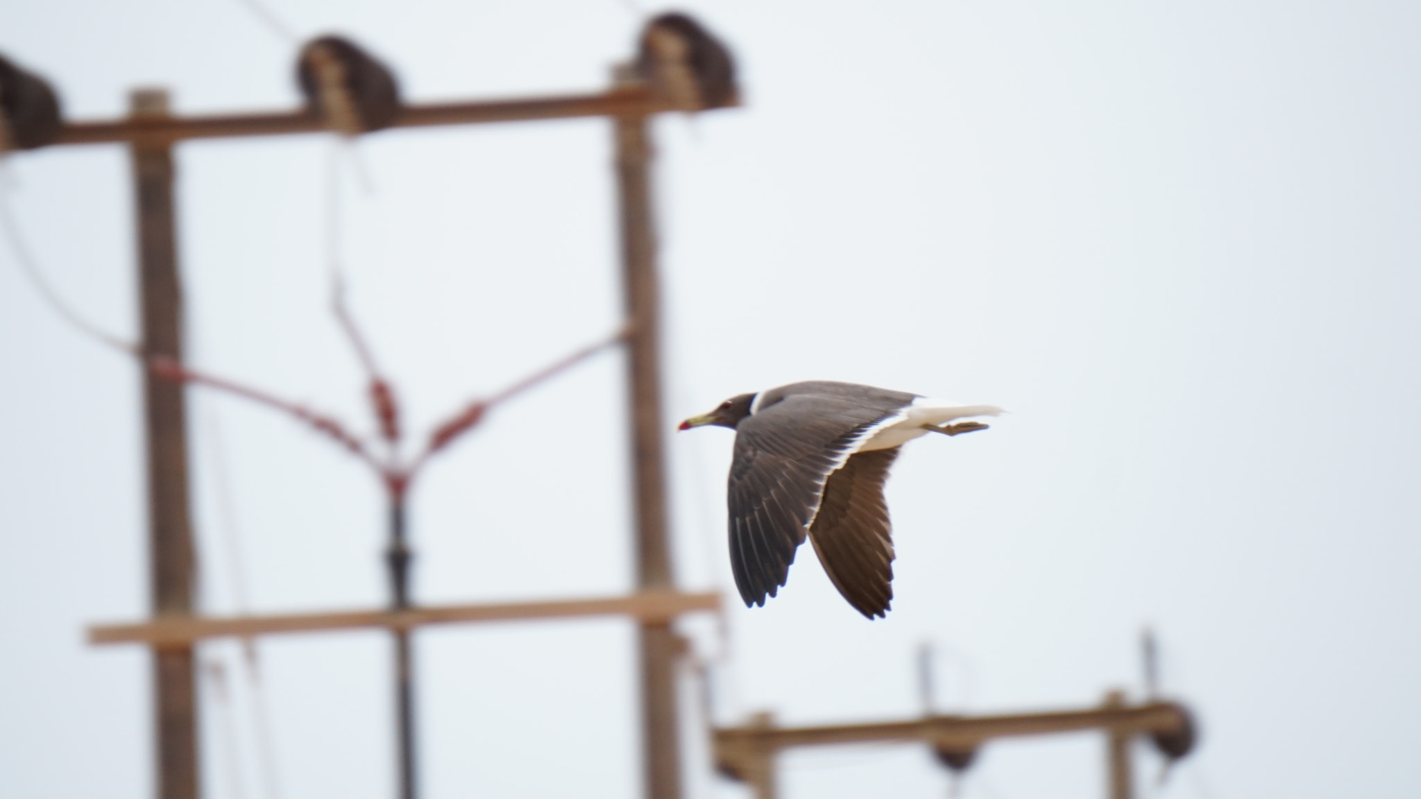 Sony E 55-210mm F4.5-6.3 OSS sample photo