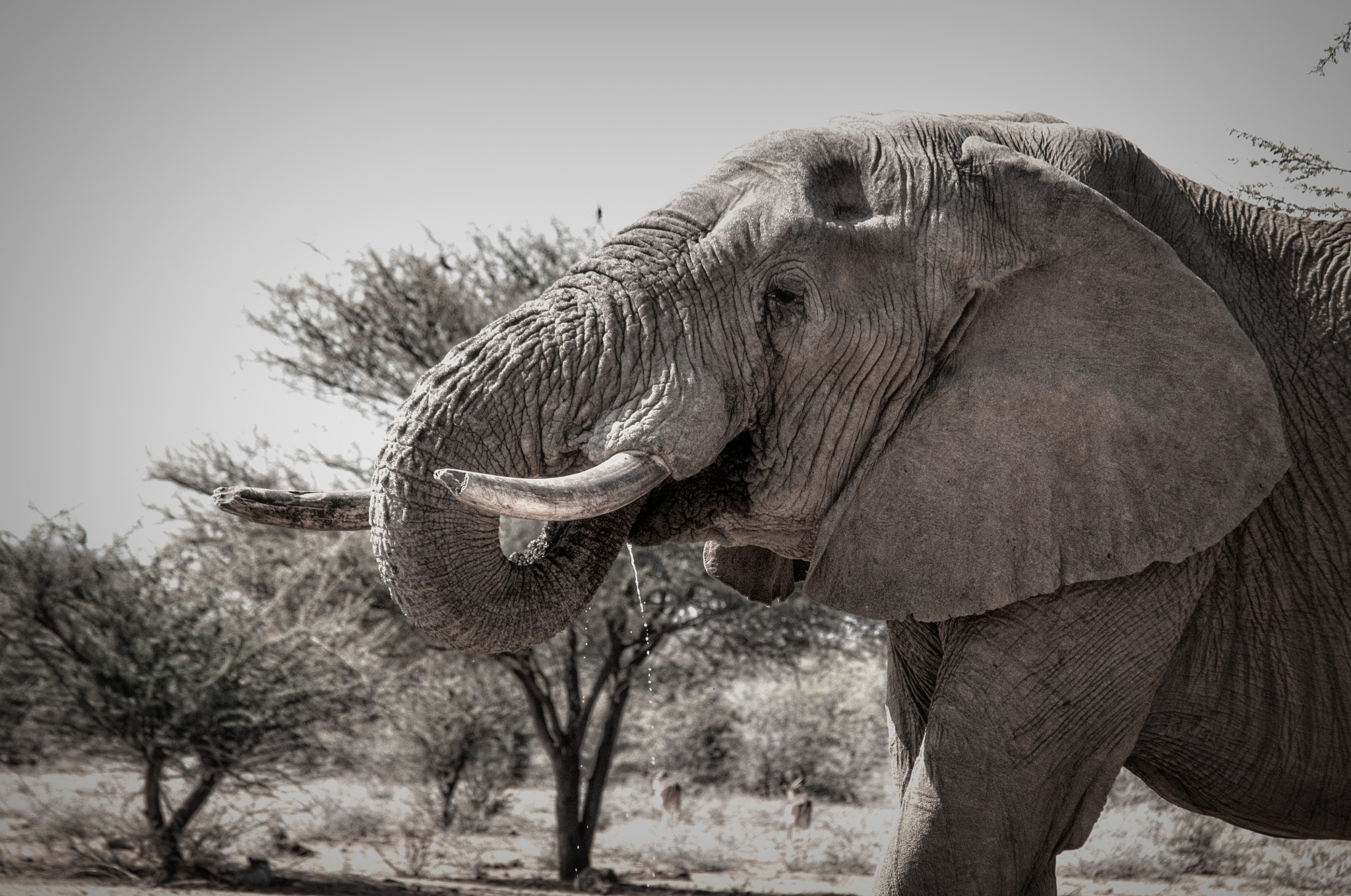 Sigma 70-200mm F2.8 EX DG Macro HSM II sample photo. Elephant photography