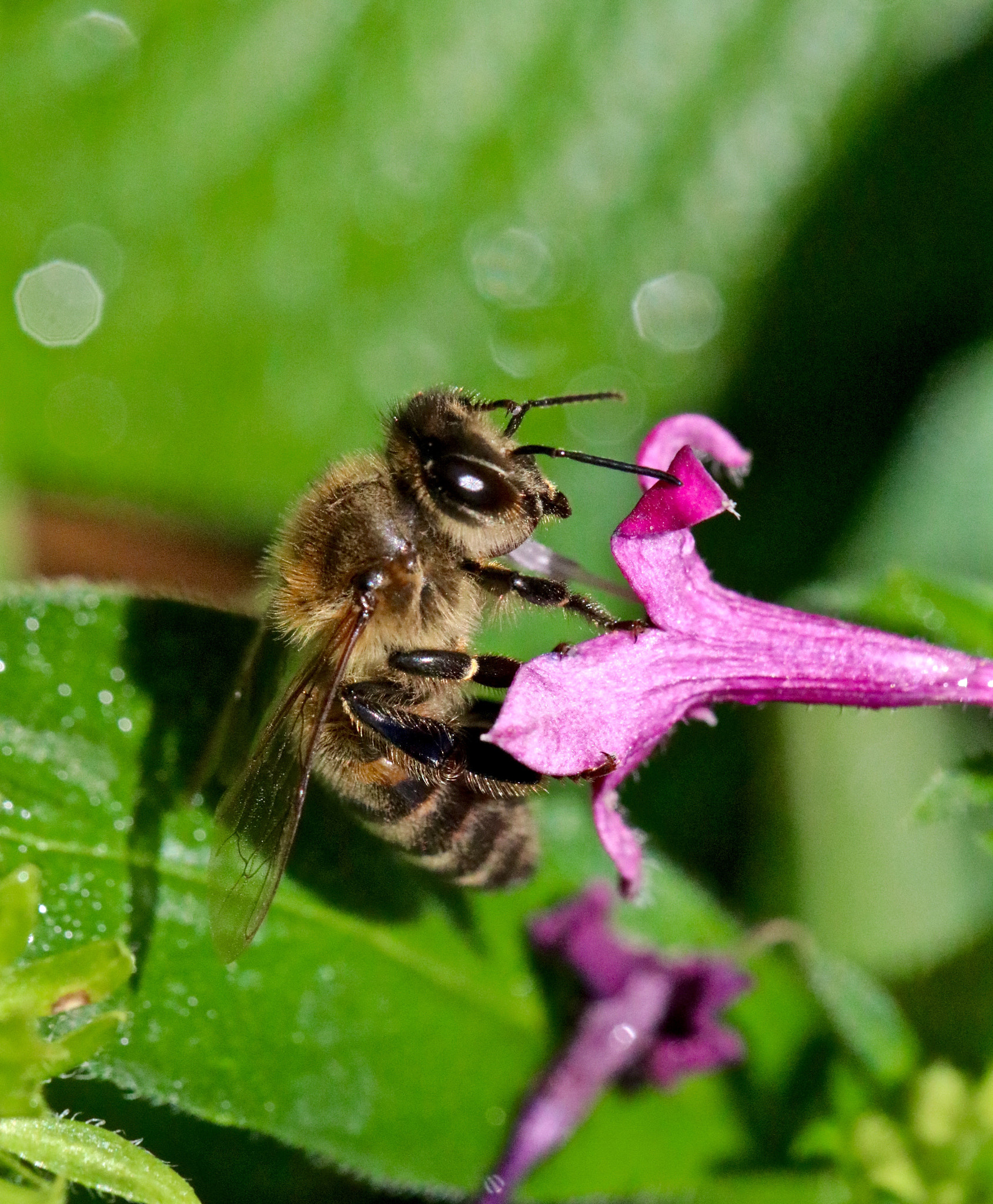 Canon EOS 80D + Canon EF 100mm F2.8L Macro IS USM sample photo. Chubby lil bee photography