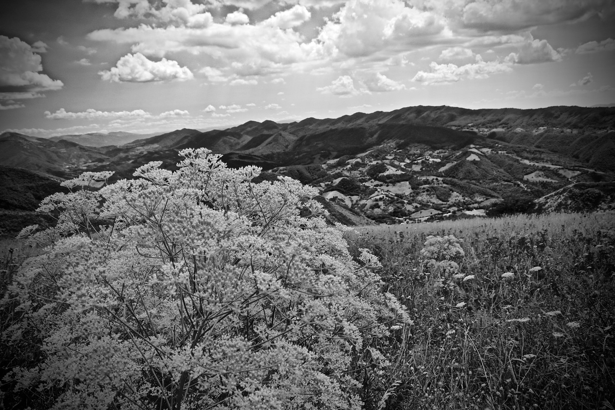 Canon EOS 760D (EOS Rebel T6s / EOS 8000D) sample photo. Bianco e nero photography