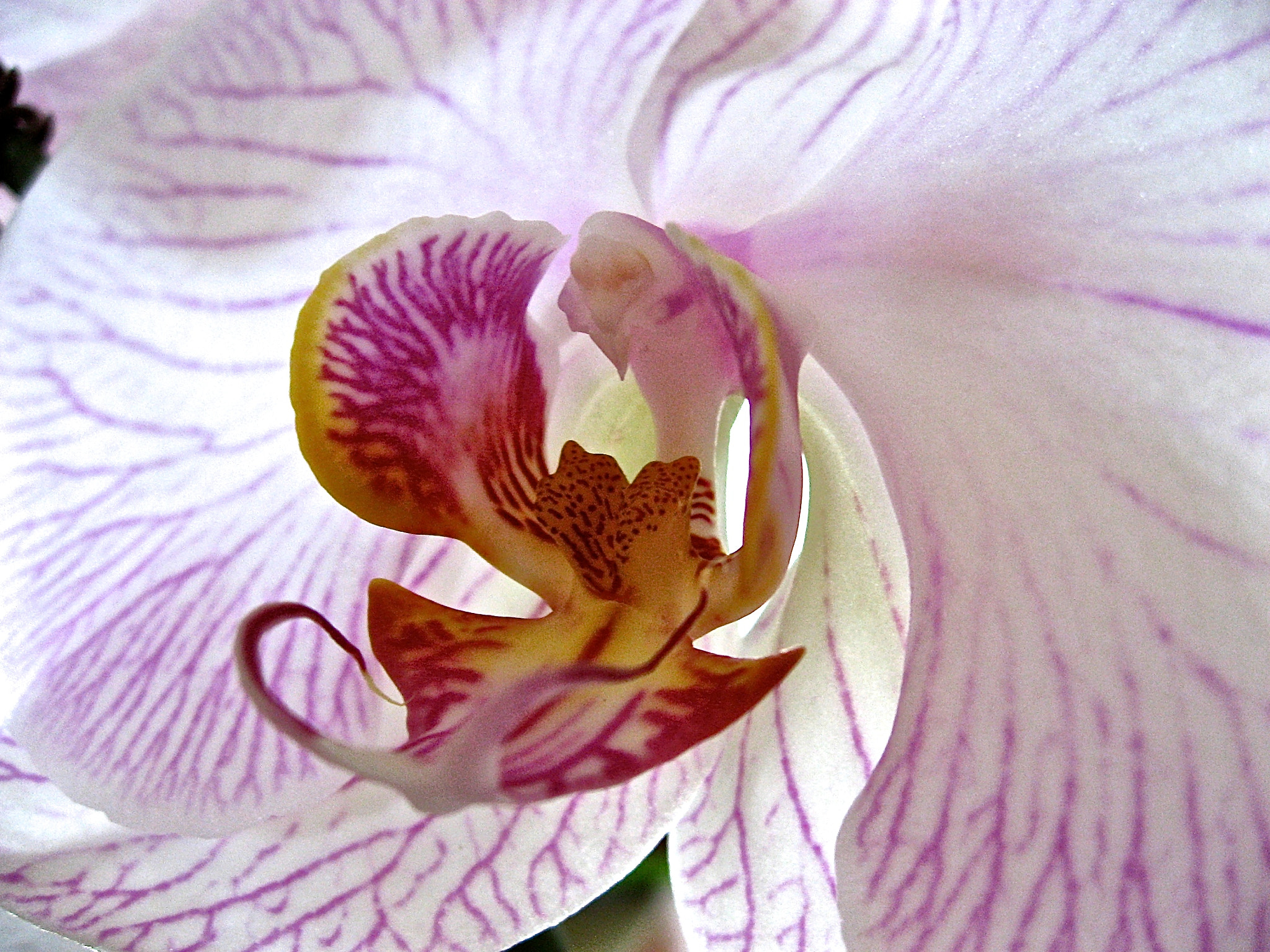 Canon POWERSHOT SD700 IS sample photo. Purple veins photography