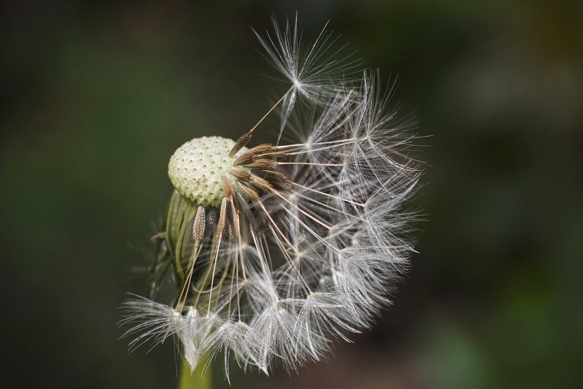 Canon EOS 7D + Canon EF 35mm F1.4L USM sample photo. Half bald dandelion (3312) photography