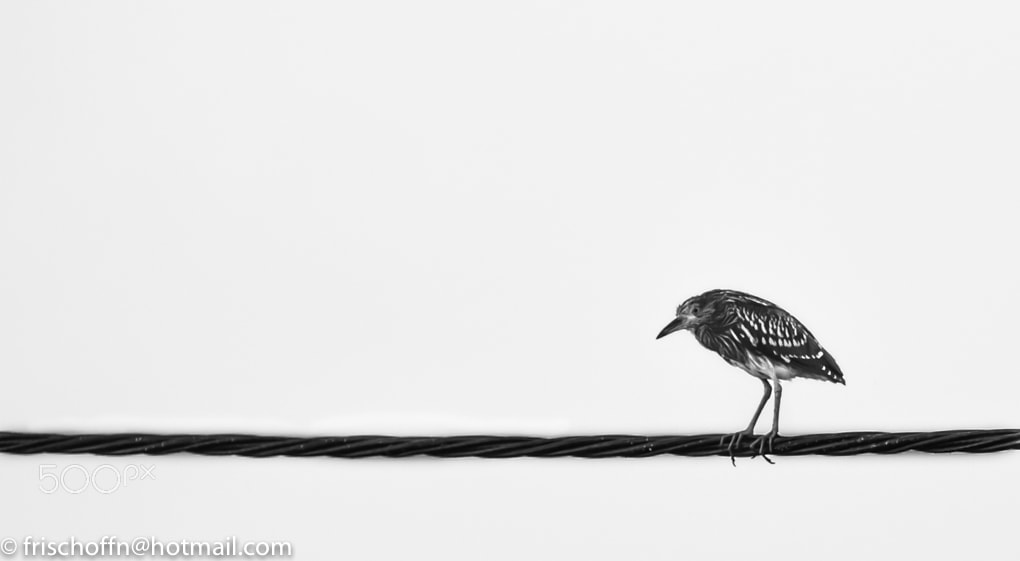 Canon EOS 1100D (EOS Rebel T3 / EOS Kiss X50) sample photo. Bird on a wird photography