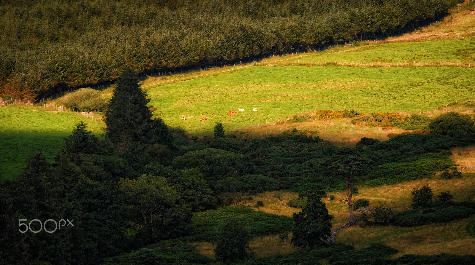 Fujifilm X-M1 + Fujifilm XC 50-230mm F4.5-6.7 OIS sample photo. ...sunny meadows... photography