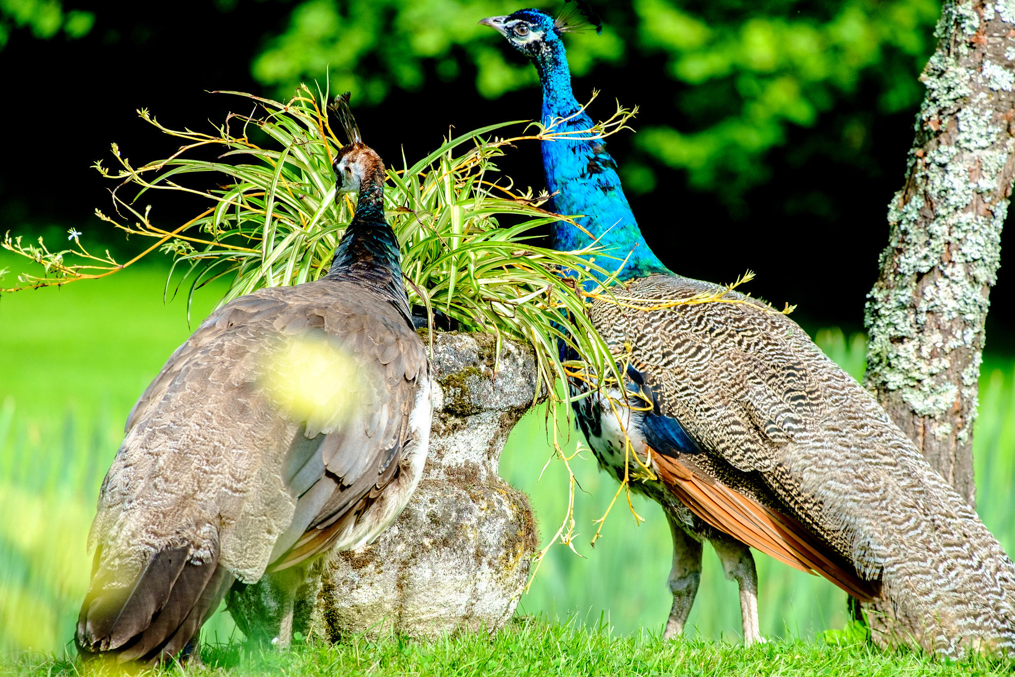Fujifilm X-E1 + Fujifilm XC 50-230mm F4.5-6.7 OIS sample photo. Peafowl photography