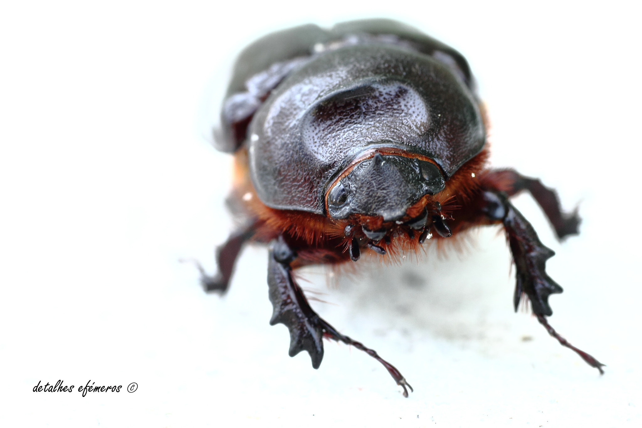 Sigma 70mm F2.8 EX DG Macro sample photo. Scarab photography