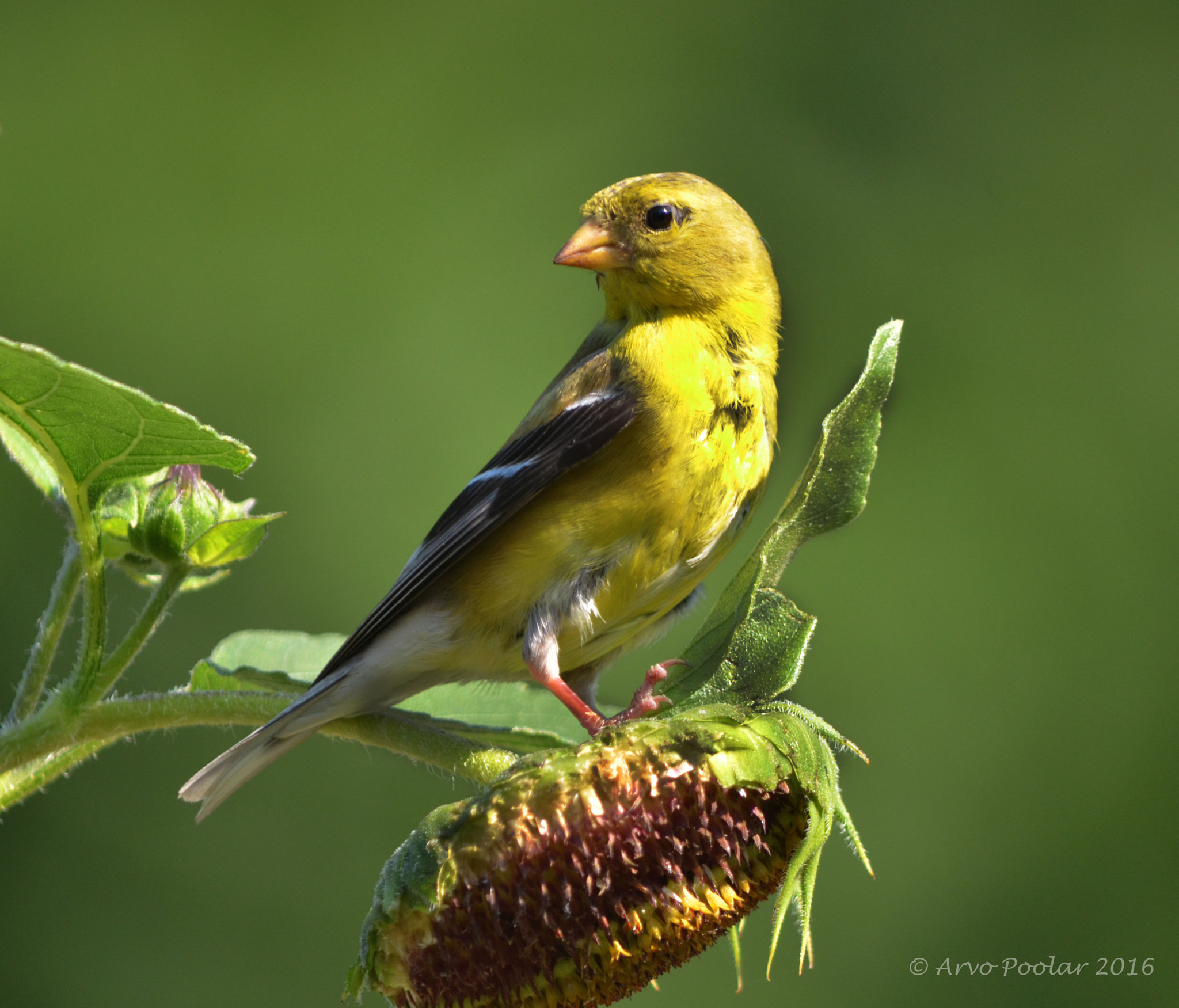 AF Zoom-Nikkor 24-50mm f/3.3-4.5D sample photo. Goldfinch photography
