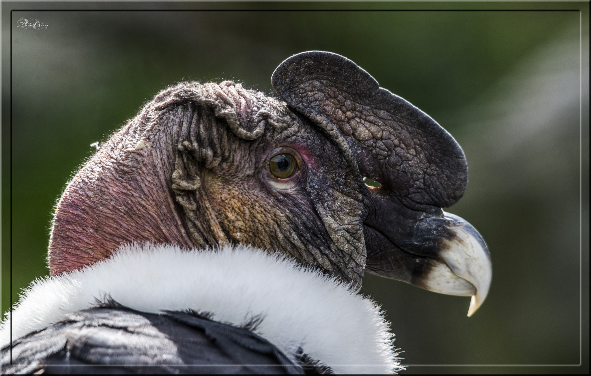 Sigma 120-400mm F4.5-5.6 DG OS HSM sample photo. Condor des andes photography