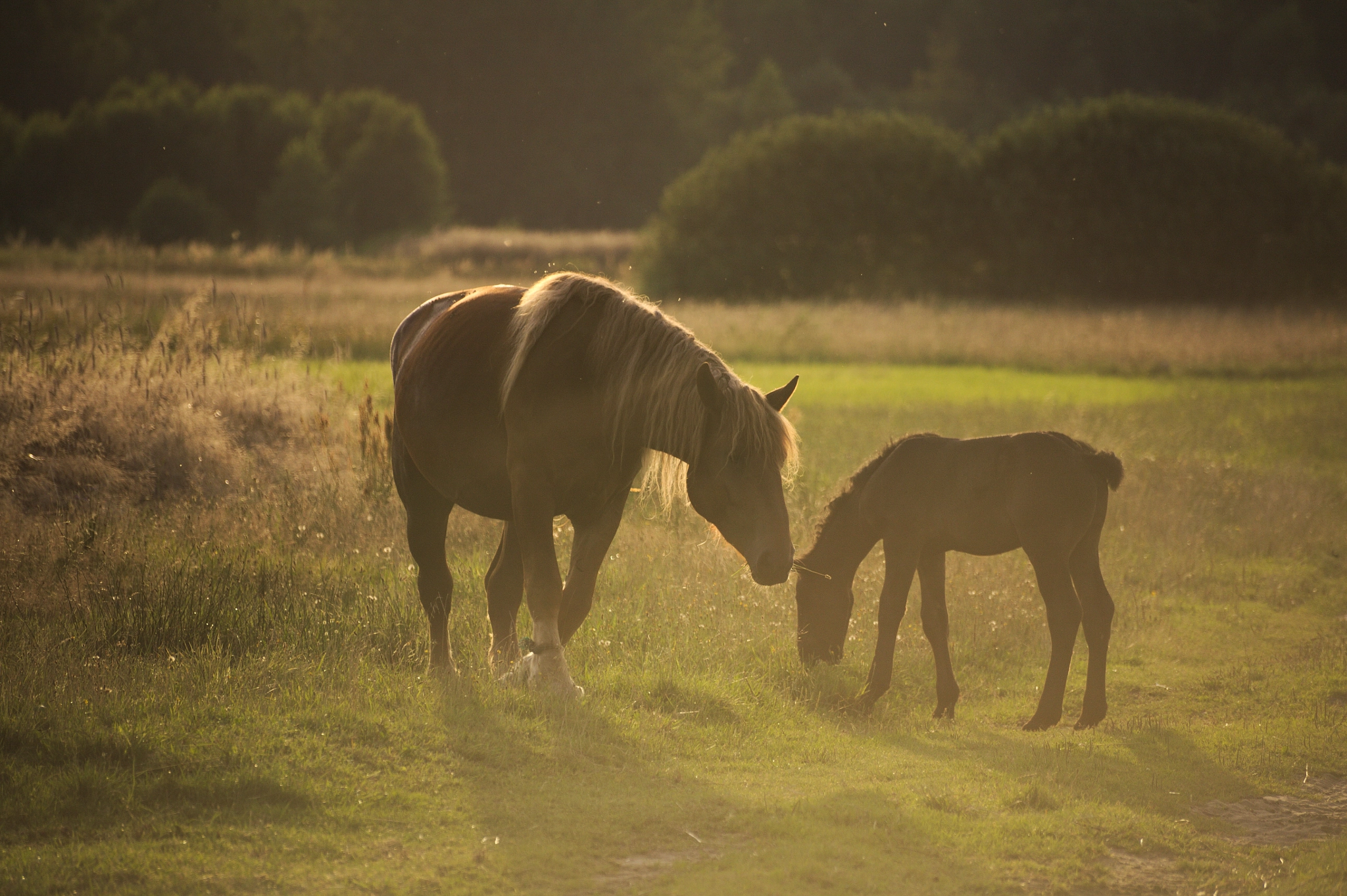 Canon EOS 5D sample photo. Parenthood photography