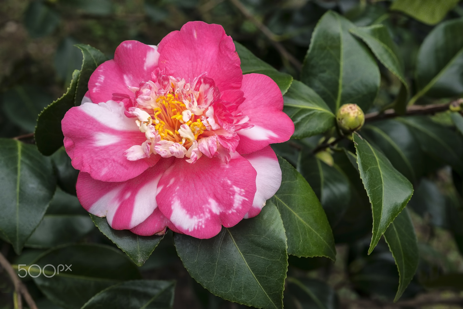 Nikon D800E + AF Micro-Nikkor 55mm f/2.8 sample photo. Ebruli kamelya (camellia) photography