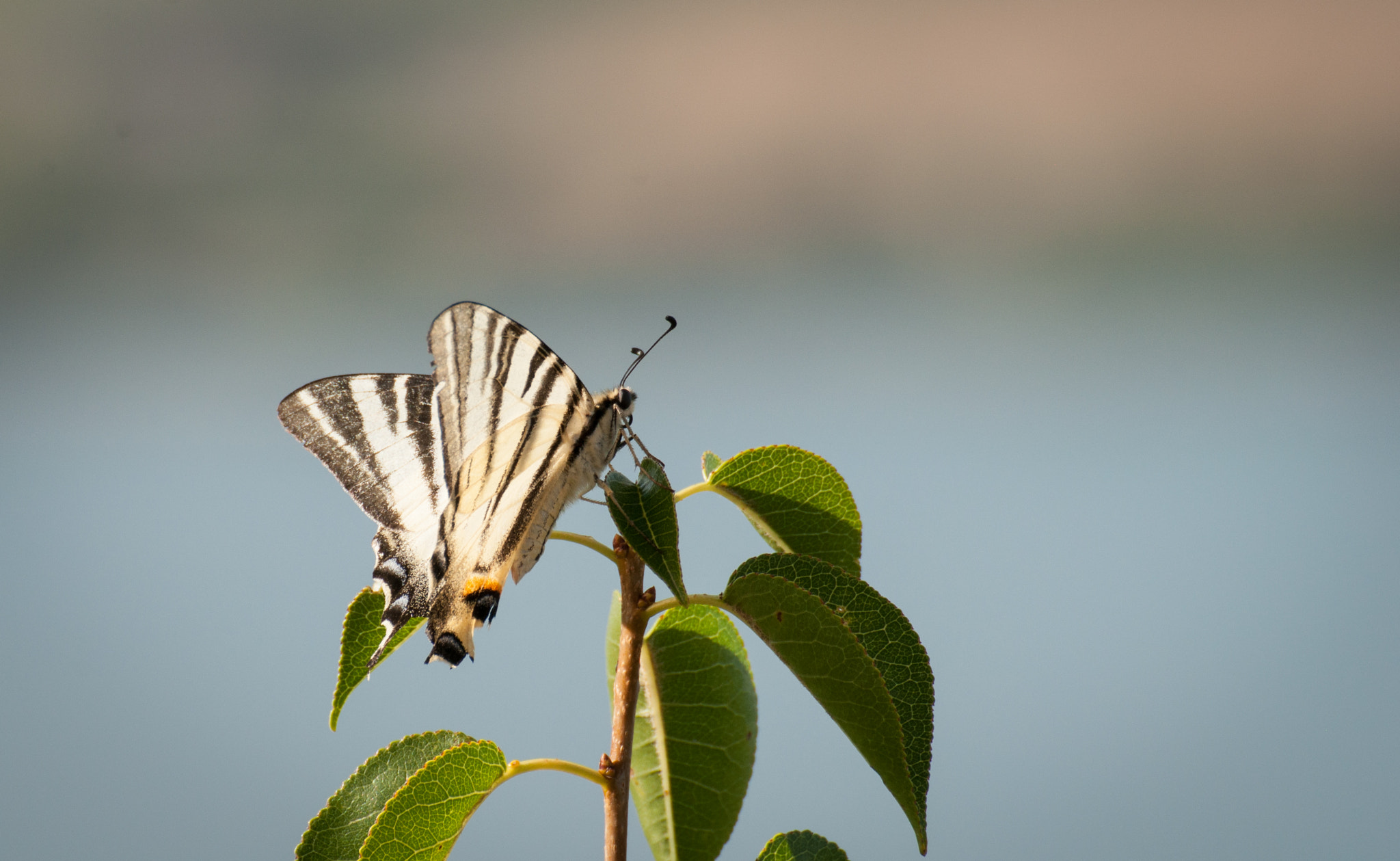 Nikon D5000 sample photo. Butterfly photography