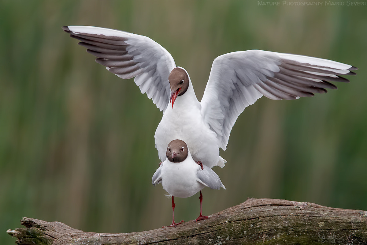 Canon EF 600mm F4L IS II USM sample photo. Yeahhhhhh !!! photography