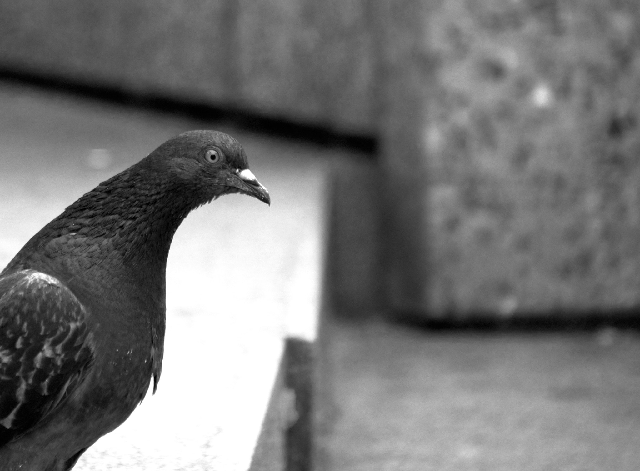 Panasonic DMC-G70 sample photo. Shock photography
