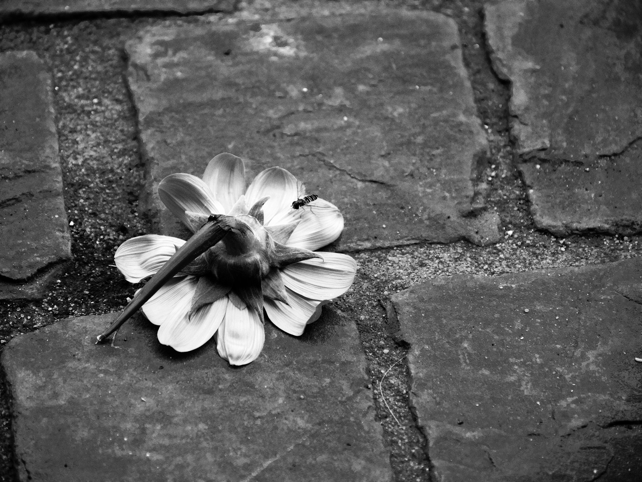 Panasonic DMC-G70 sample photo. Death ii photography