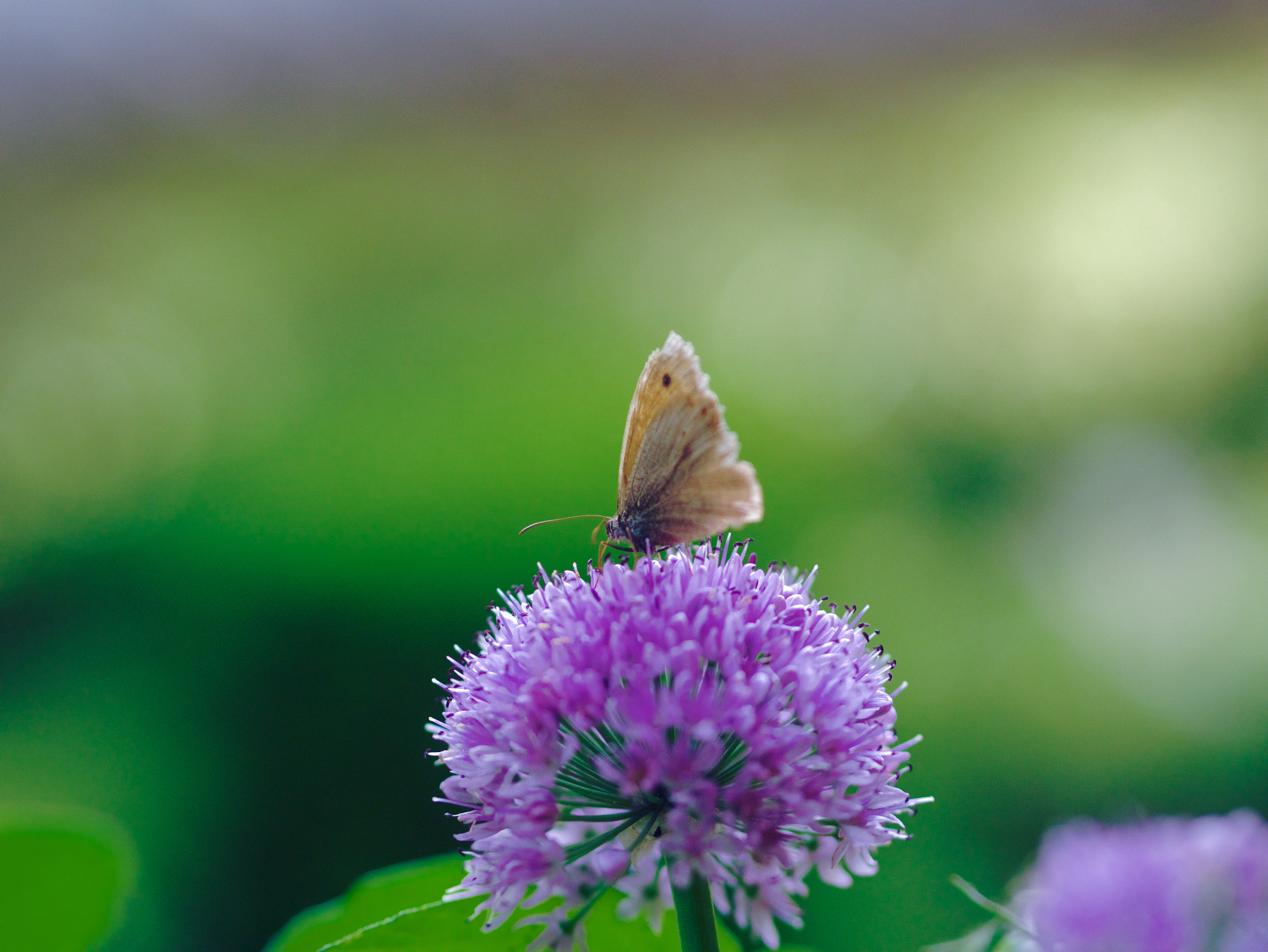 Panasonic DMC-G70 + Olympus M.Zuiko Digital 45mm F1.8 sample photo. Nurturing photography