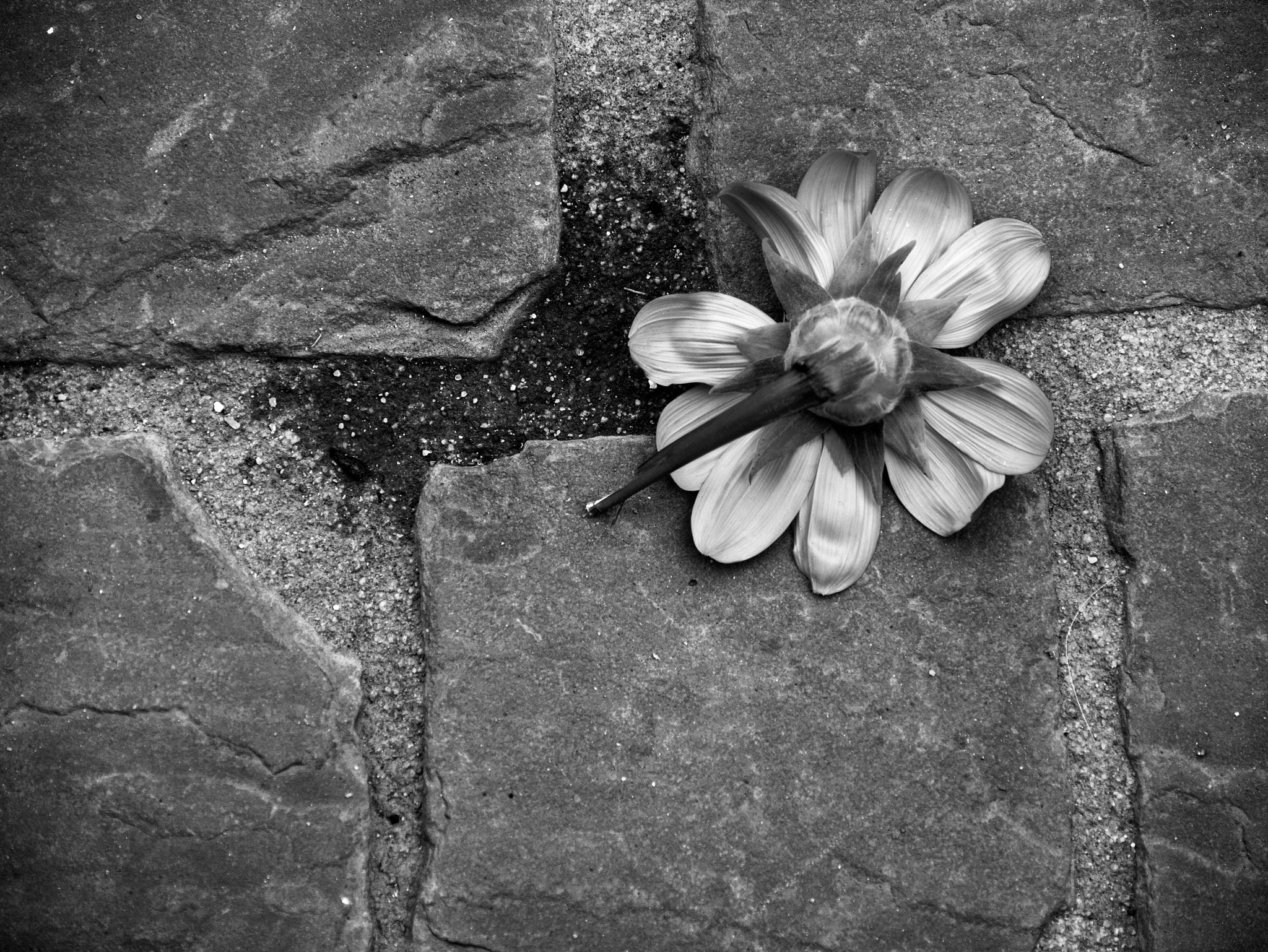 Panasonic DMC-G70 sample photo. Death i photography