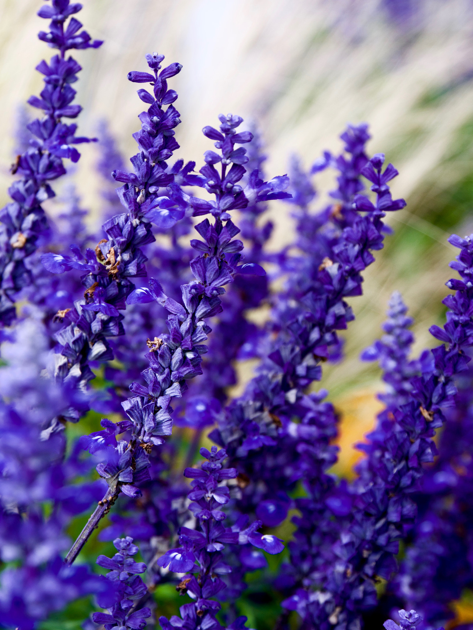 Panasonic DMC-G70 sample photo. Blue photography