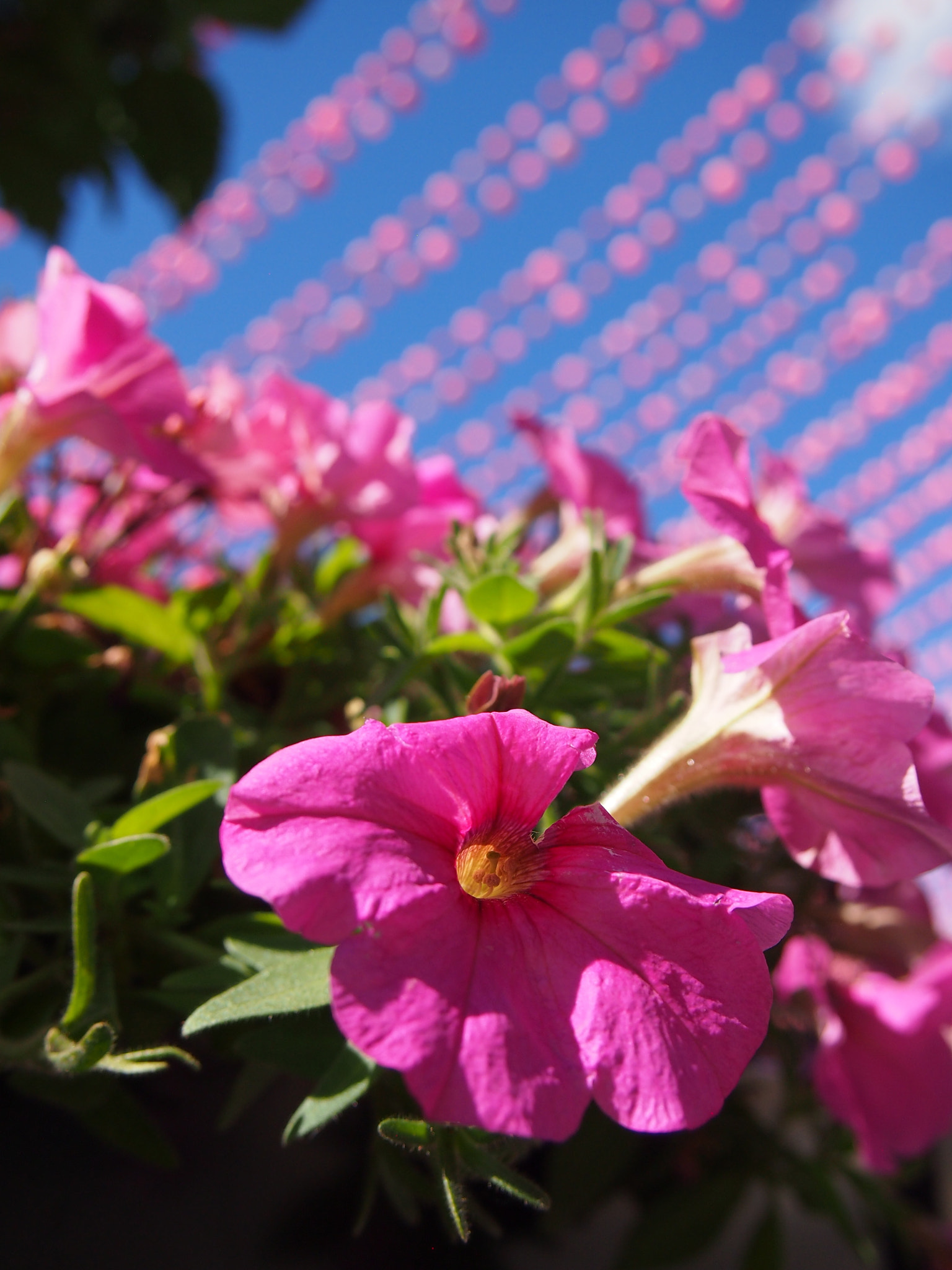 Olympus PEN E-PM1 sample photo. Pink love photography