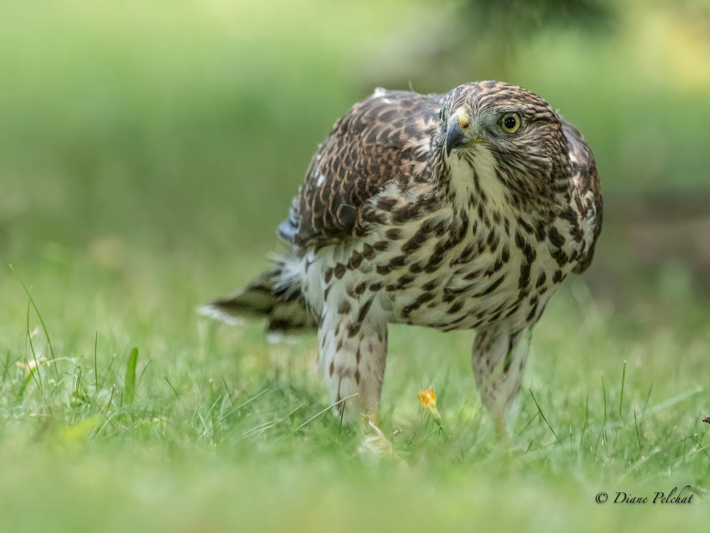 Canon EF 300mm F2.8L IS II USM sample photo. Juvenile cooper's hawk photography