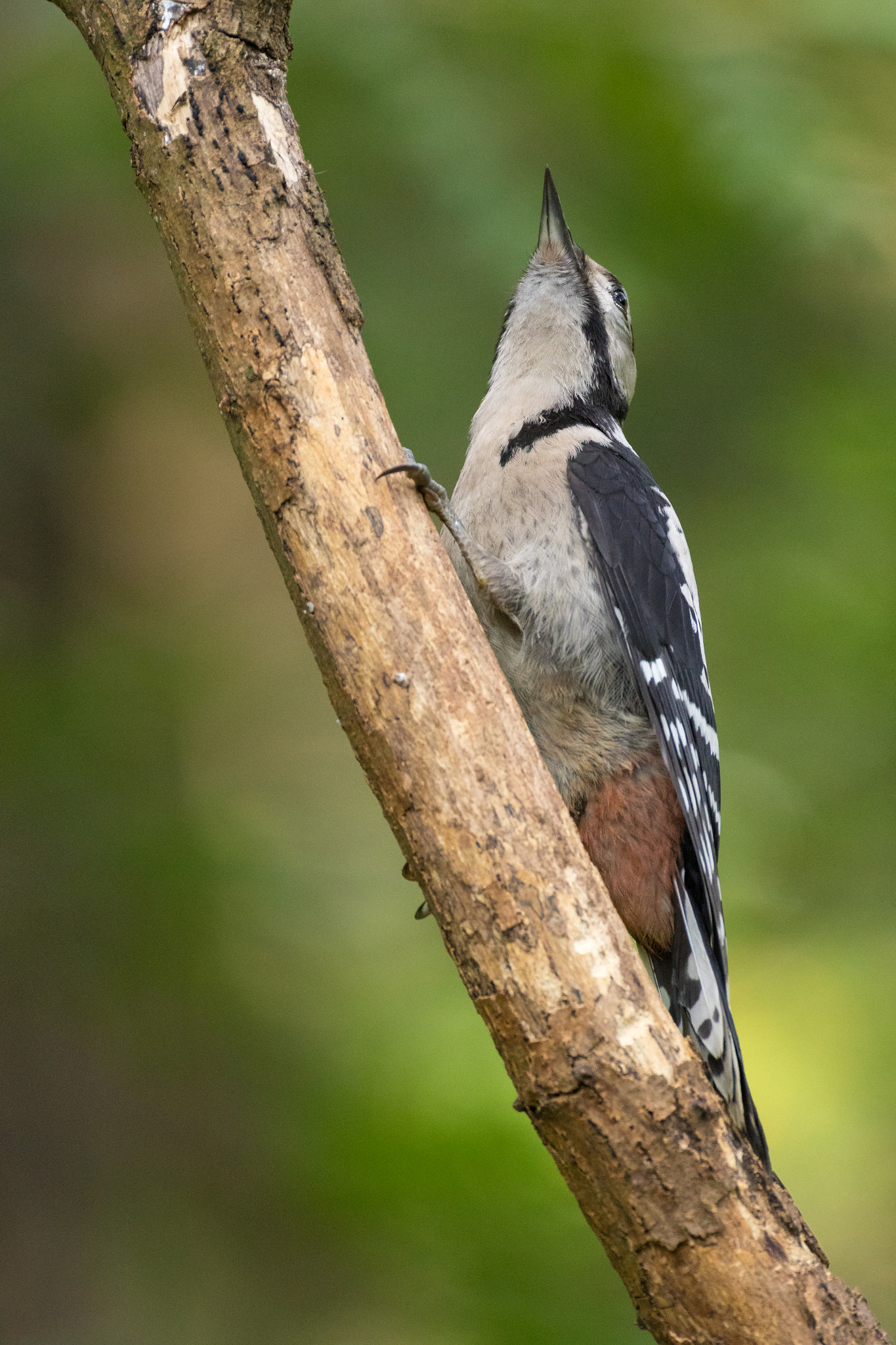 Canon EF 200mm F2.8L II USM sample photo. Strike a pose ;) photography