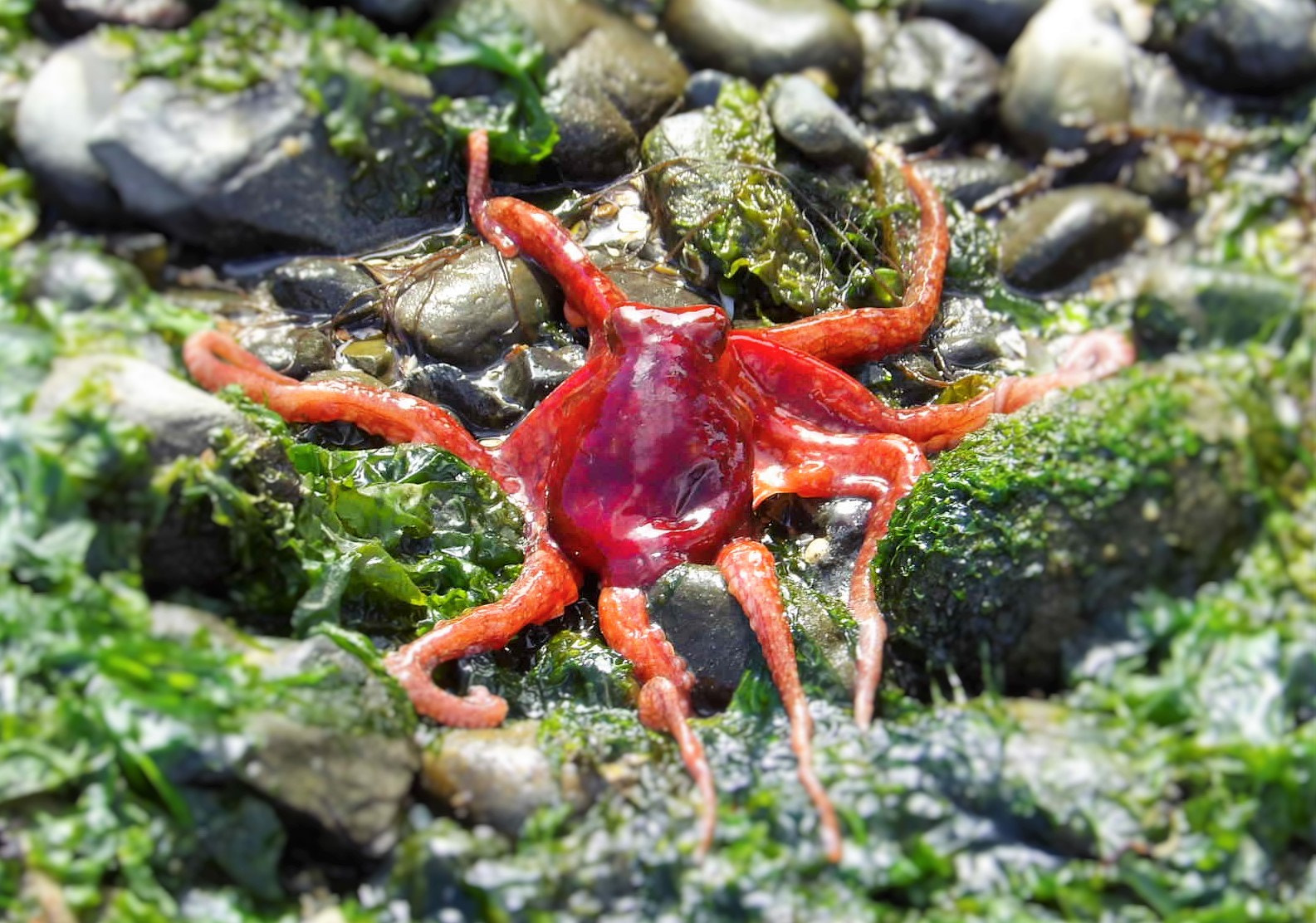 Kodak PIXPRO AZ521 sample photo. Octopus photography