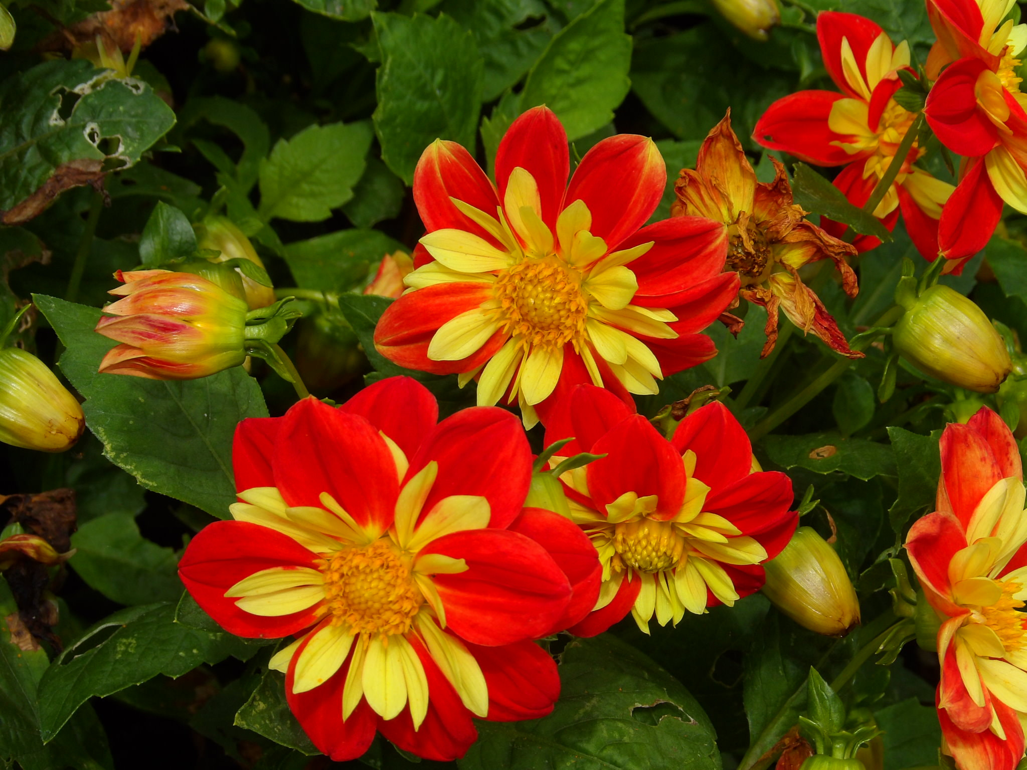 Kodak PIXPRO AZ521 sample photo. Red and yellow photography