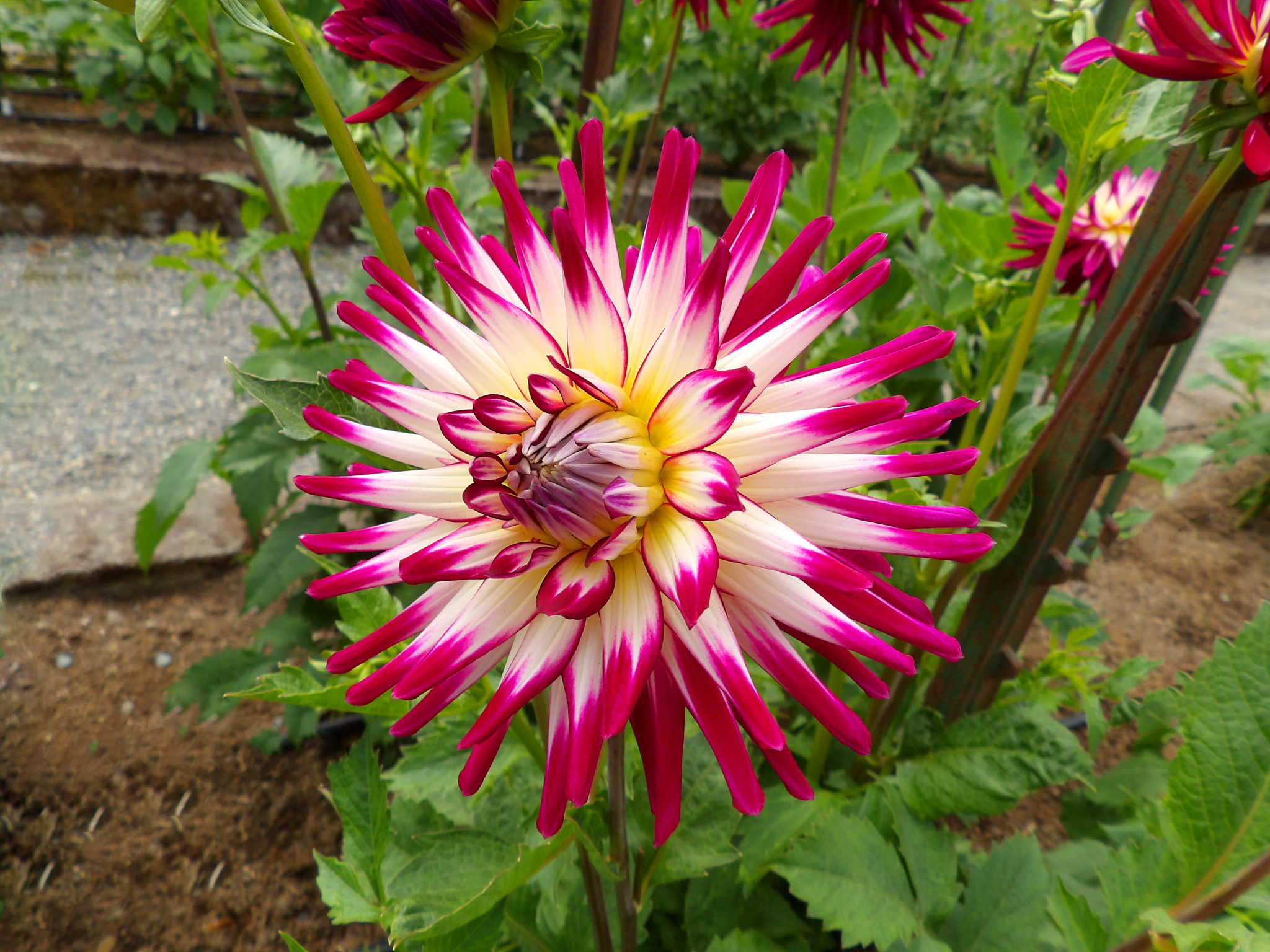Kodak PIXPRO AZ521 sample photo. Vibrant flower photography