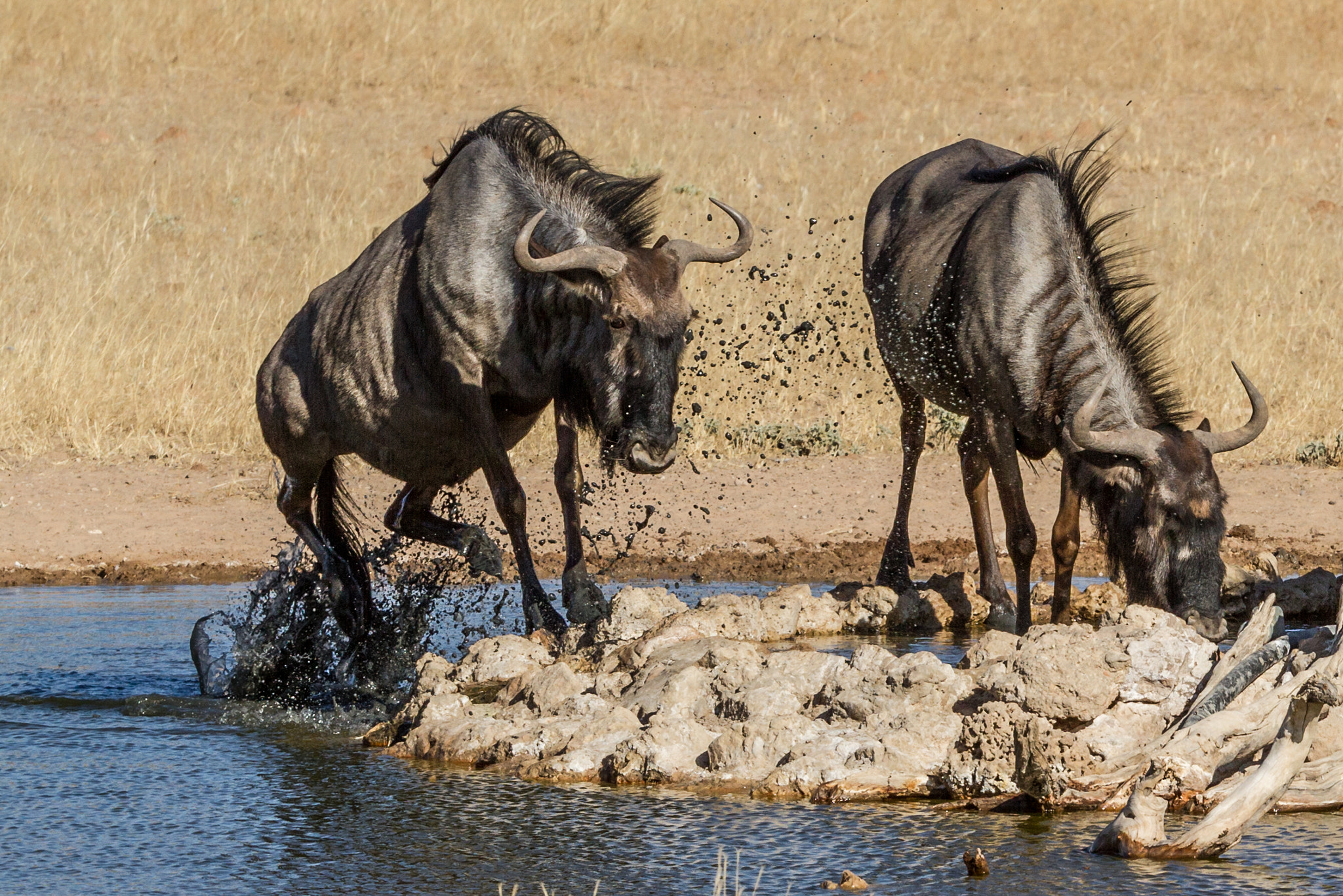 Canon EOS 7D + Canon EF 200-400mm F4L IS USM Extender 1.4x sample photo. Wildebeest at waterhole photography