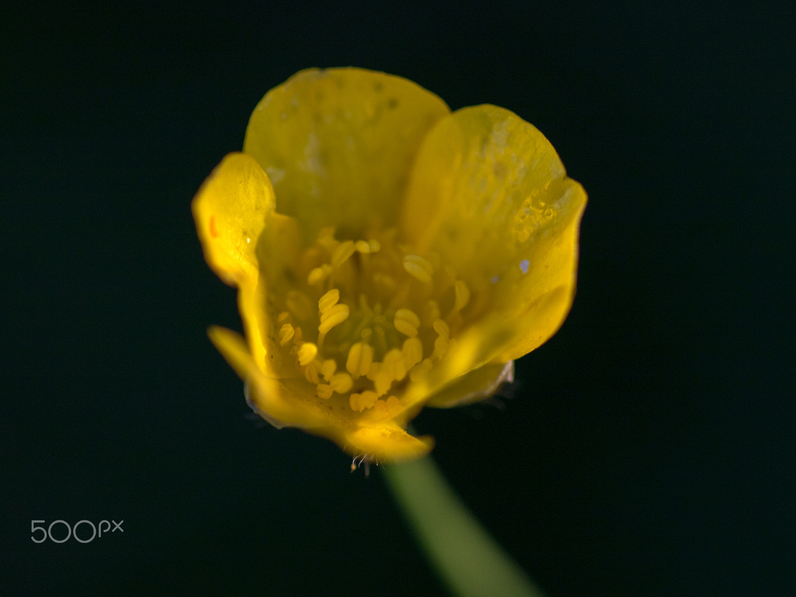 Tamron SP AF 90mm F2.8 Di Macro sample photo. Single yellow flower photography