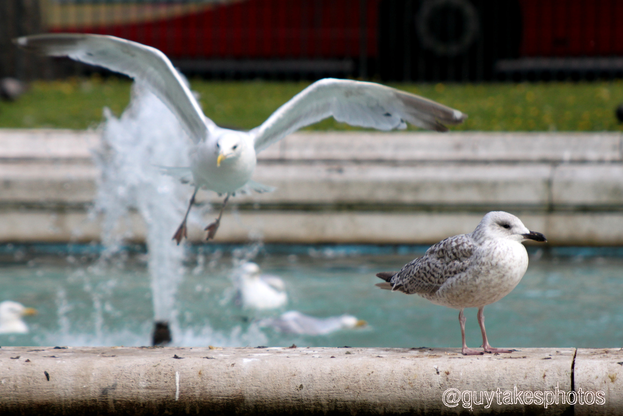 Canon EOS 500D (EOS Rebel T1i / EOS Kiss X3) + Canon EF 100-300mm F4.5-5.6 USM sample photo. A seagull takes off photography