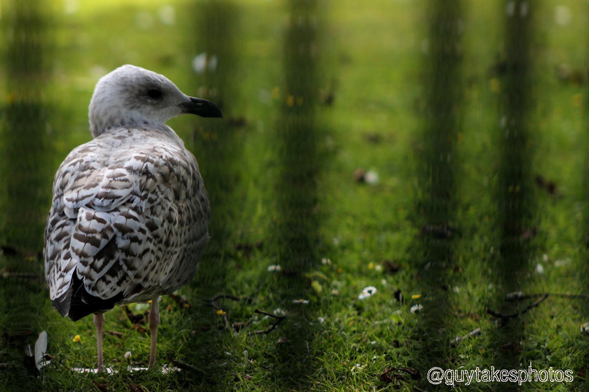 Canon EOS 500D (EOS Rebel T1i / EOS Kiss X3) + Canon EF 100-300mm F4.5-5.6 USM sample photo. A baby seagull on the grass photography