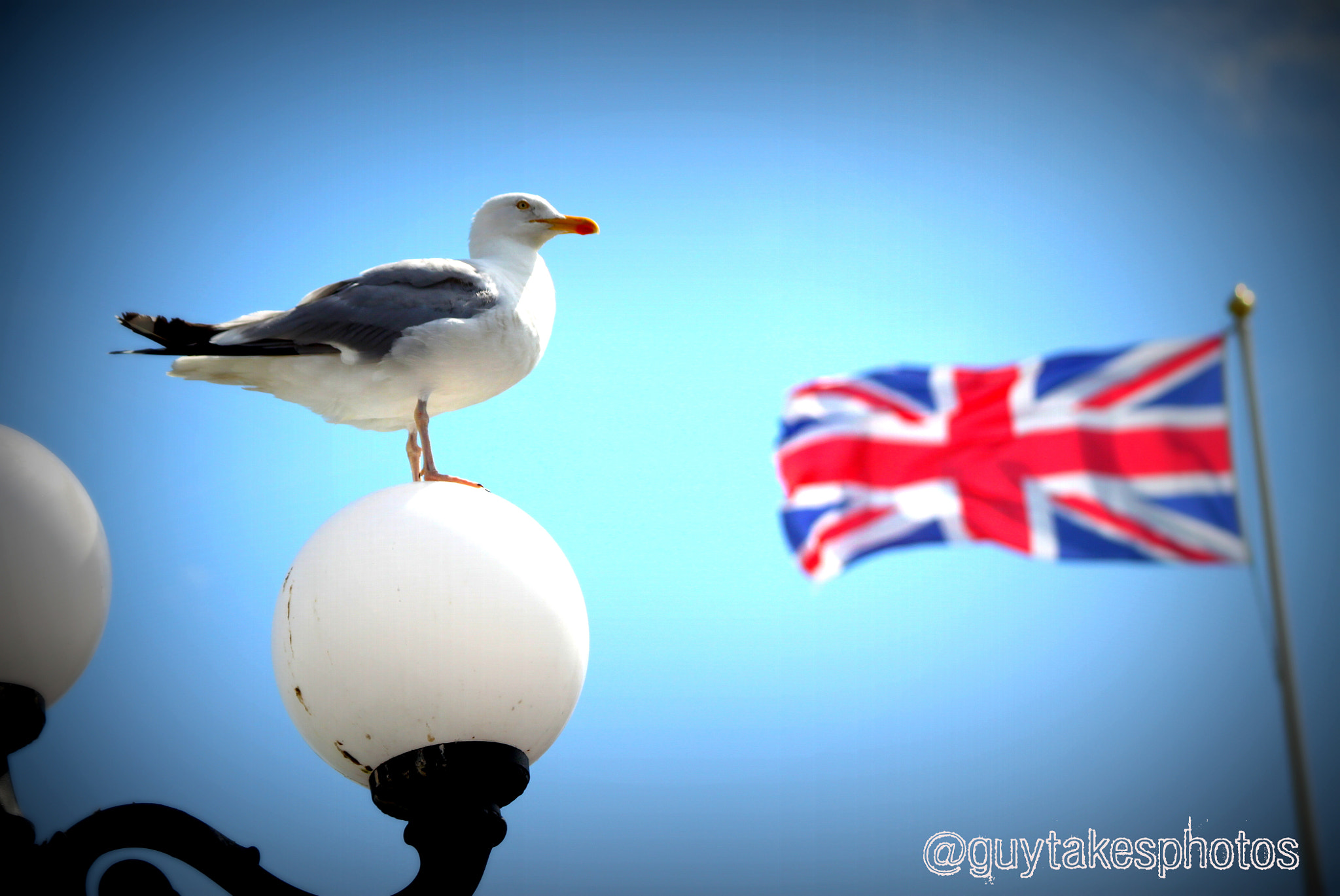 Canon EOS 500D (EOS Rebel T1i / EOS Kiss X3) + Canon EF 100-300mm F4.5-5.6 USM sample photo. Proud british seagull photography