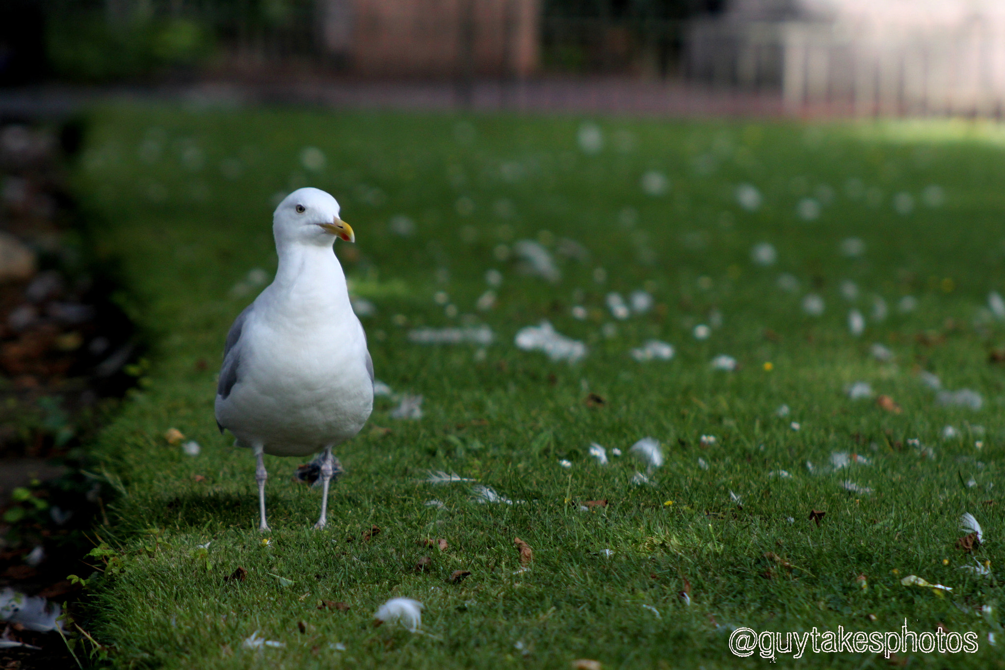 Canon EOS 500D (EOS Rebel T1i / EOS Kiss X3) + Canon EF 100-300mm F4.5-5.6 USM sample photo. A seagull on the grass photography