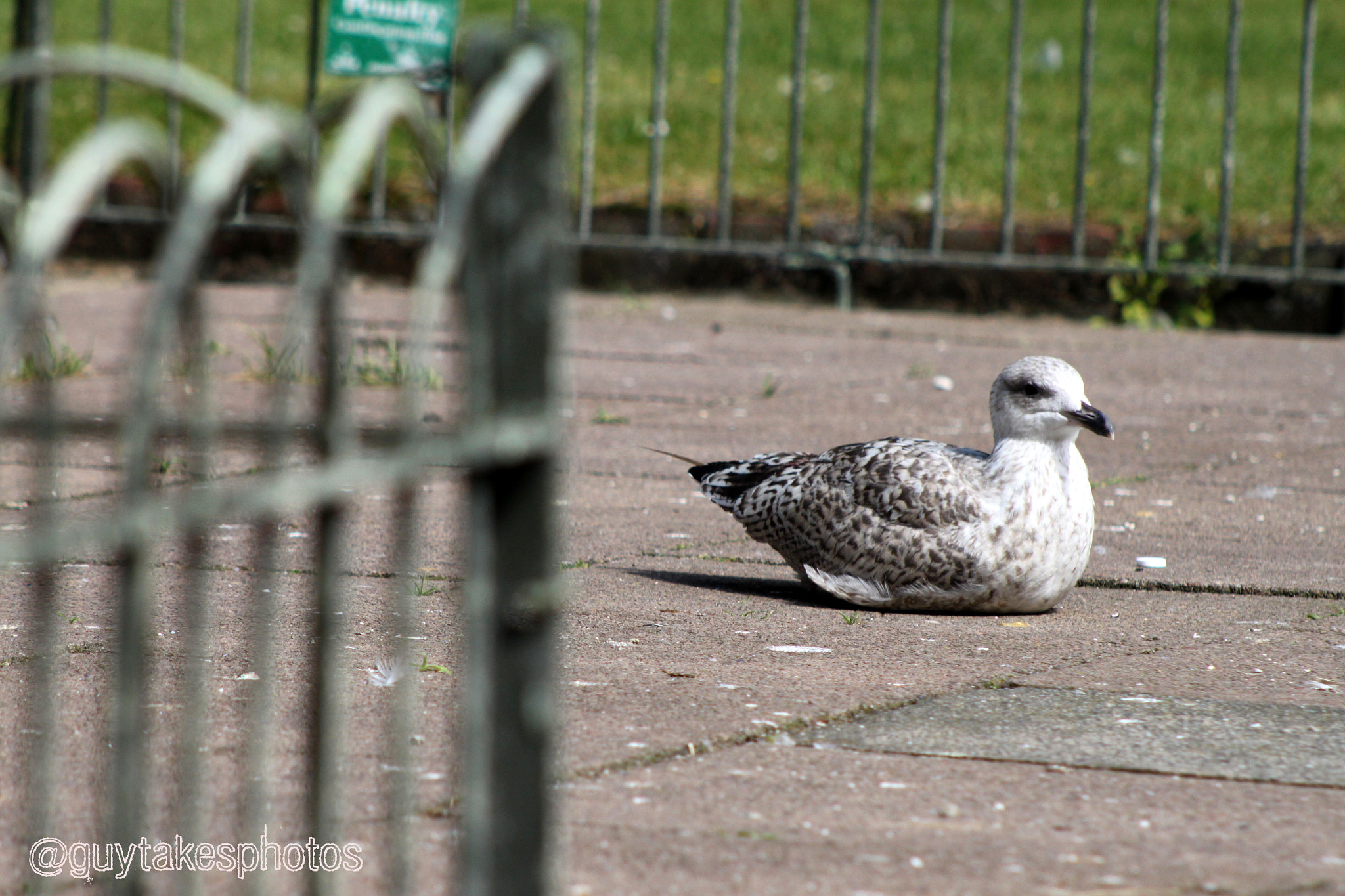 Canon EF 100-300mm F4.5-5.6 USM sample photo. Baby seagull relaxing in the sun photography