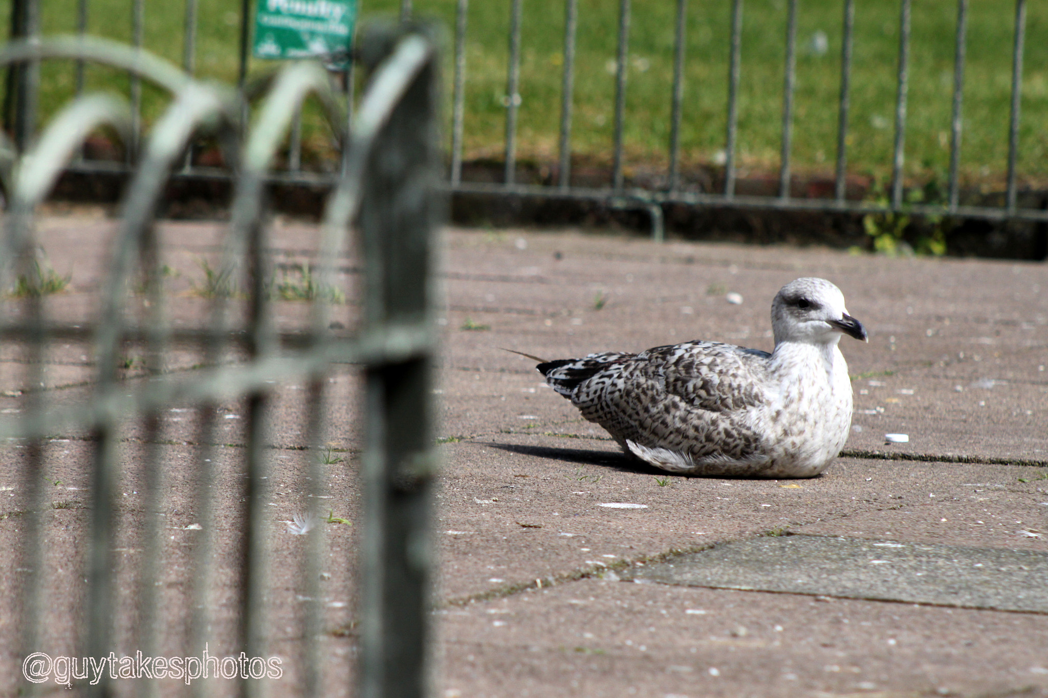 Canon EOS 500D (EOS Rebel T1i / EOS Kiss X3) + Canon EF 100-300mm F4.5-5.6 USM sample photo. Baby seagull relaxing in the sun photography