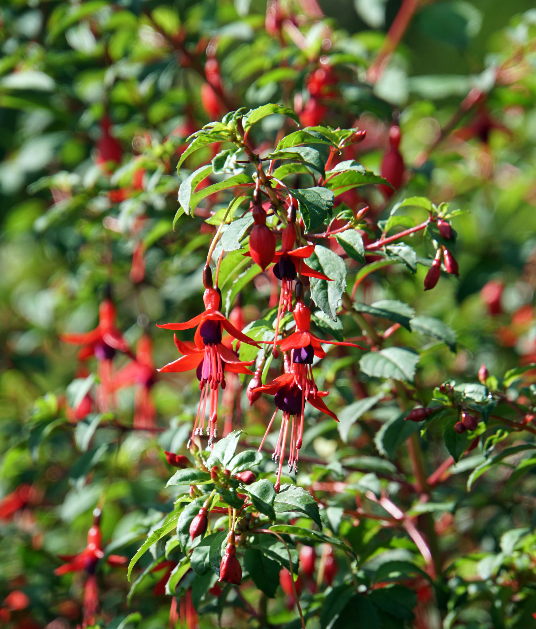 Sony E 18-200mm F3.5-6.3 OSS LE sample photo. Red/green photography