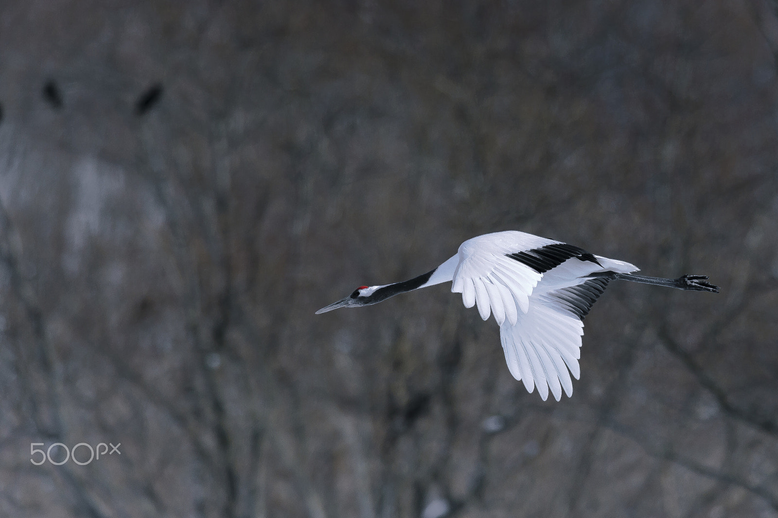 Nikon AF-S Nikkor 400mm F2.8G ED VR II sample photo. Edit photography