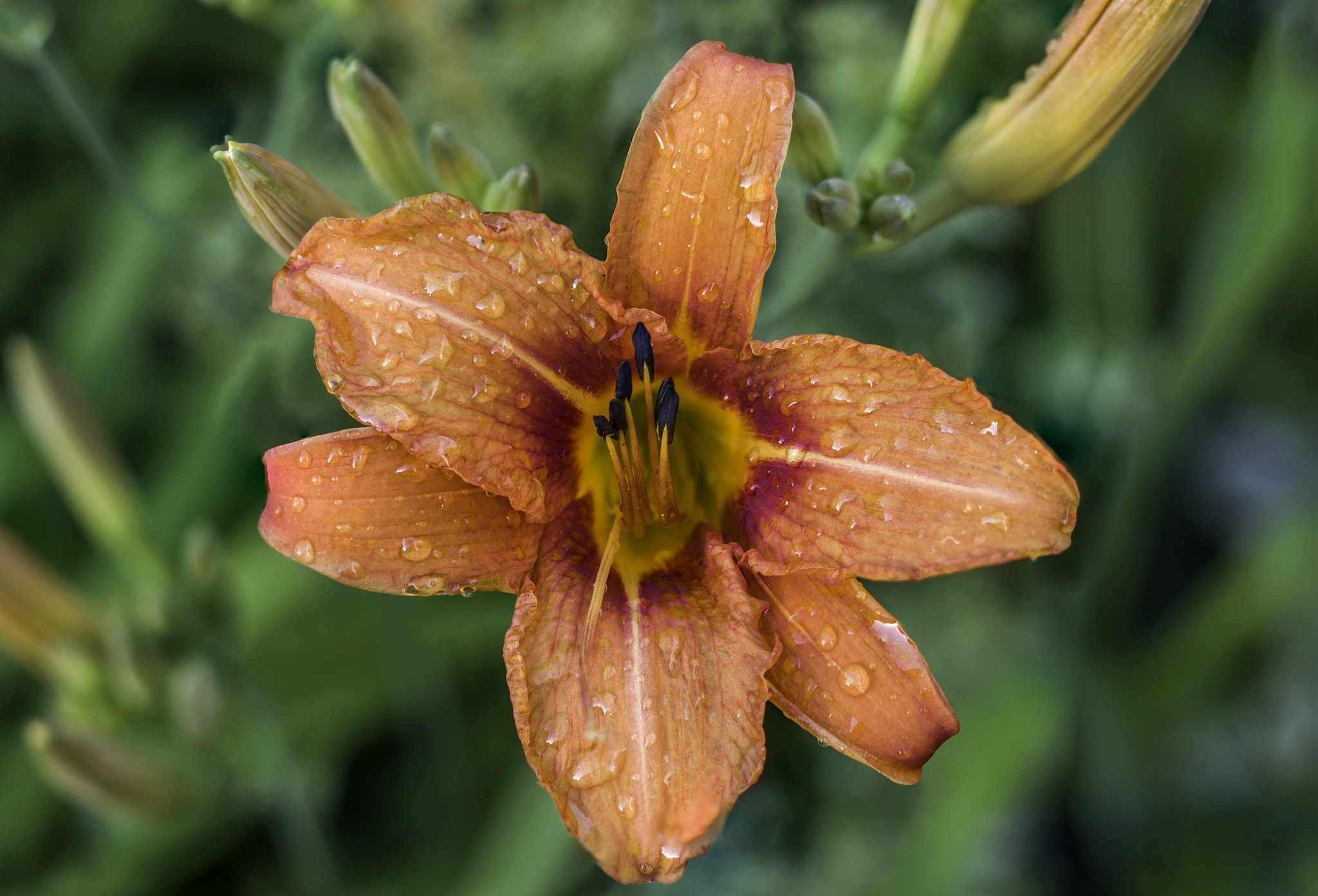Pentax K-5 IIs + A Series Lens sample photo. Flower portrait photography
