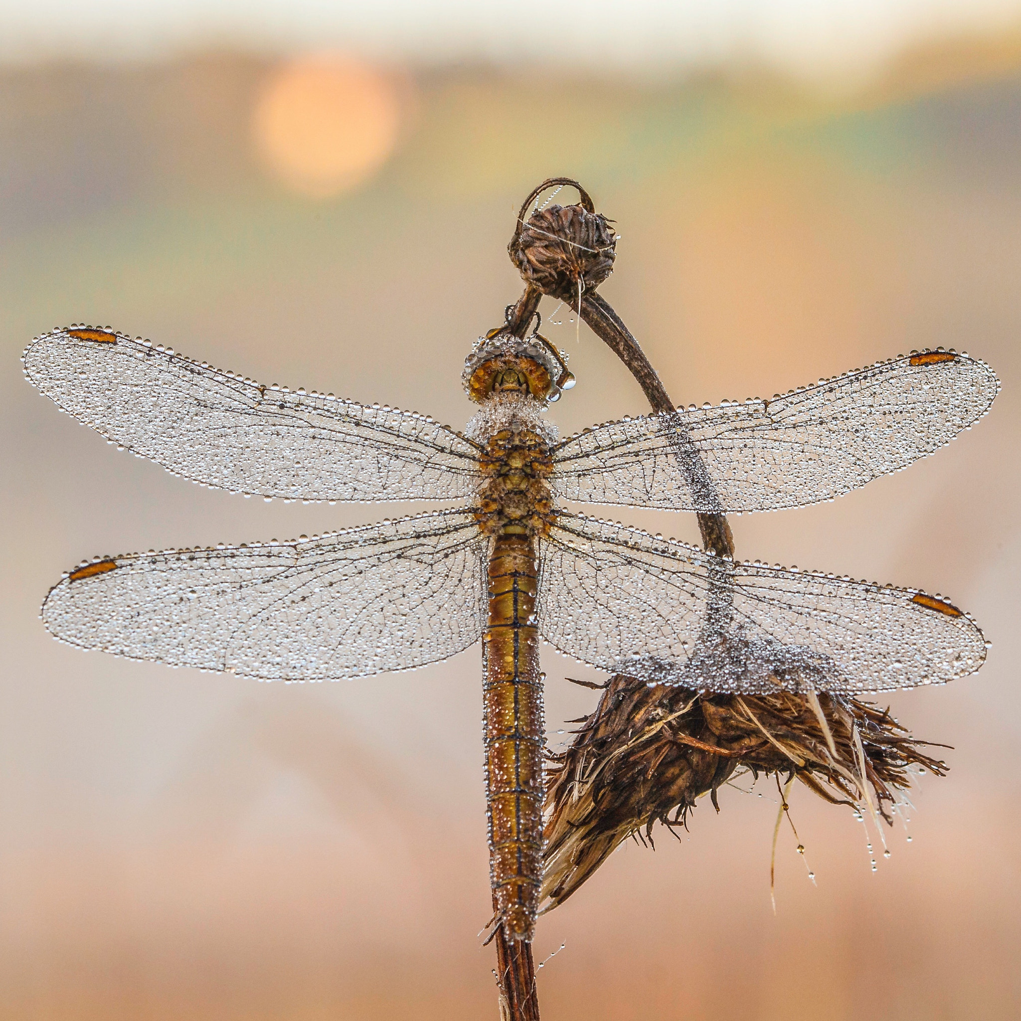 Sigma 105mm F2.8 EX DG OS HSM sample photo